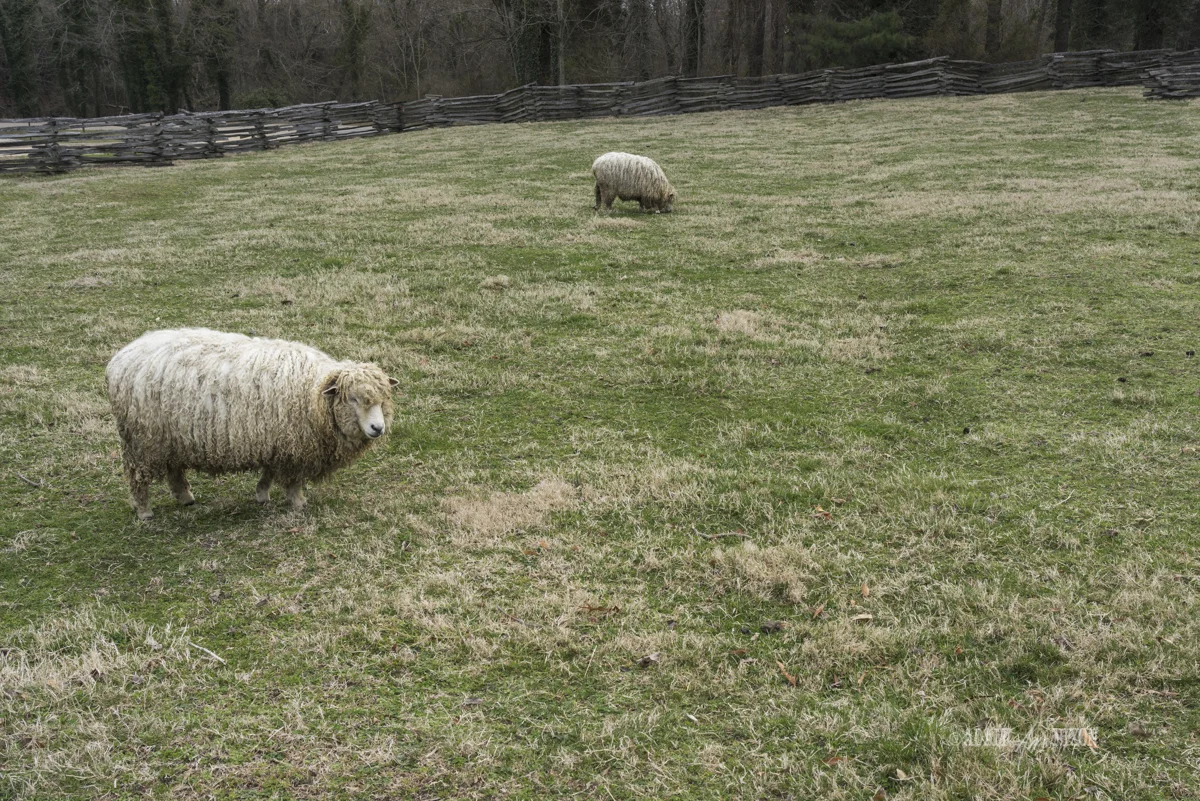 Sheep in a pasture