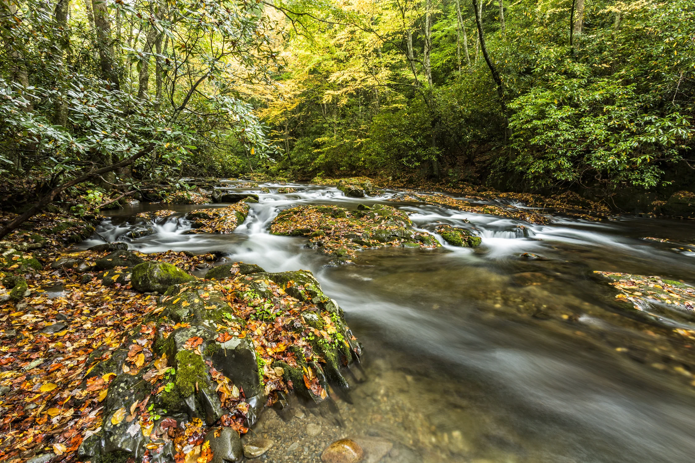 Autumn Leaves in the River