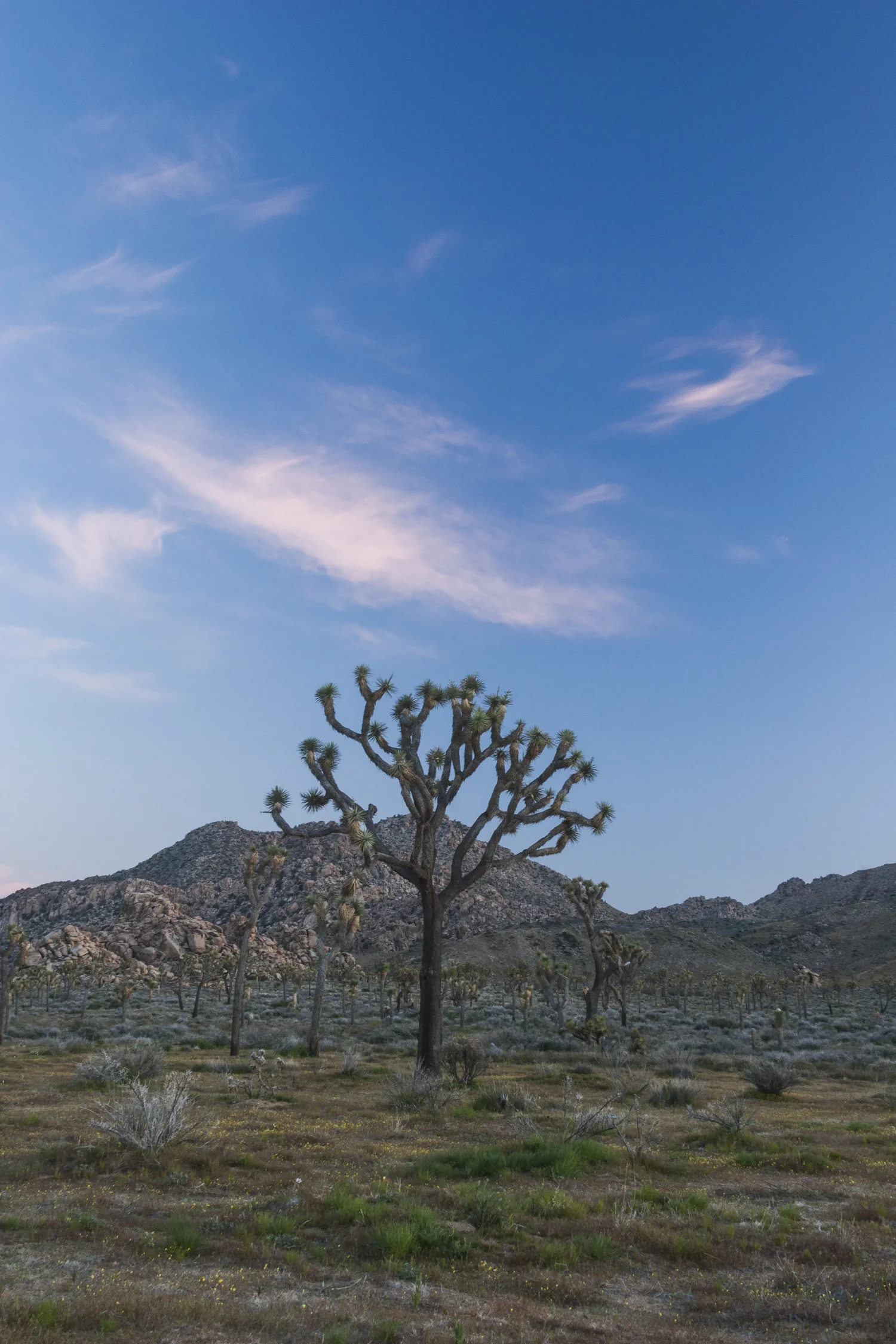 Joshua tree at sunset
