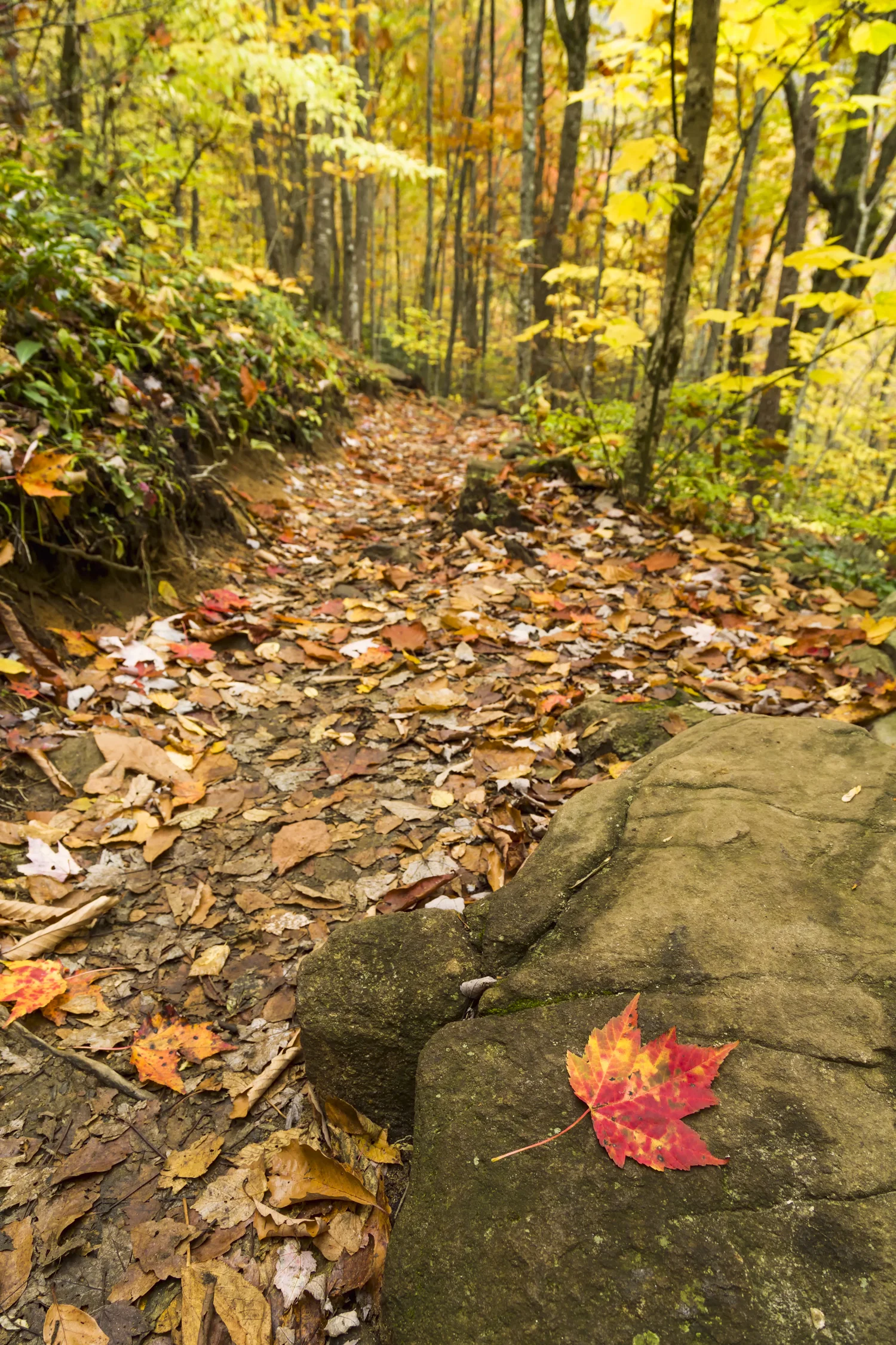 Red Leaf on a Rock