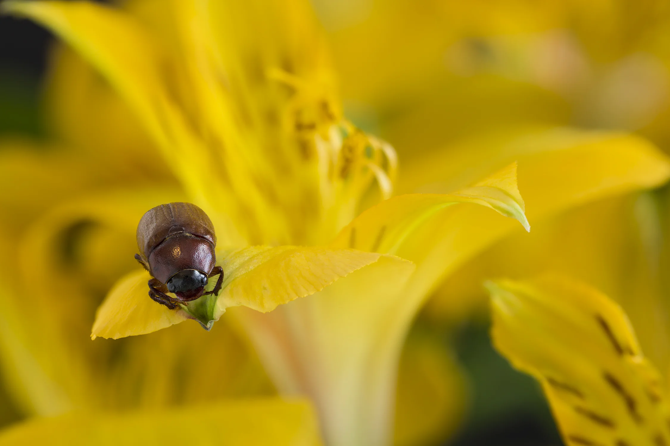 A beetle on a yellow flower petal