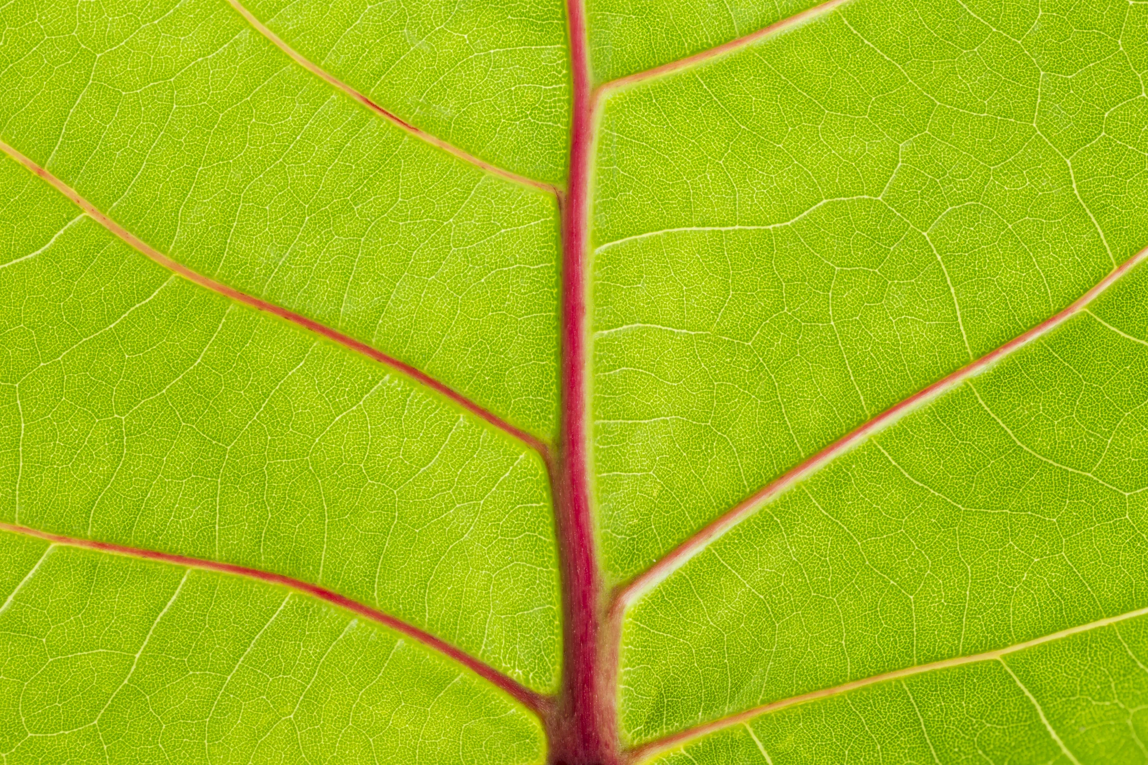Close-up of a seagrape leave