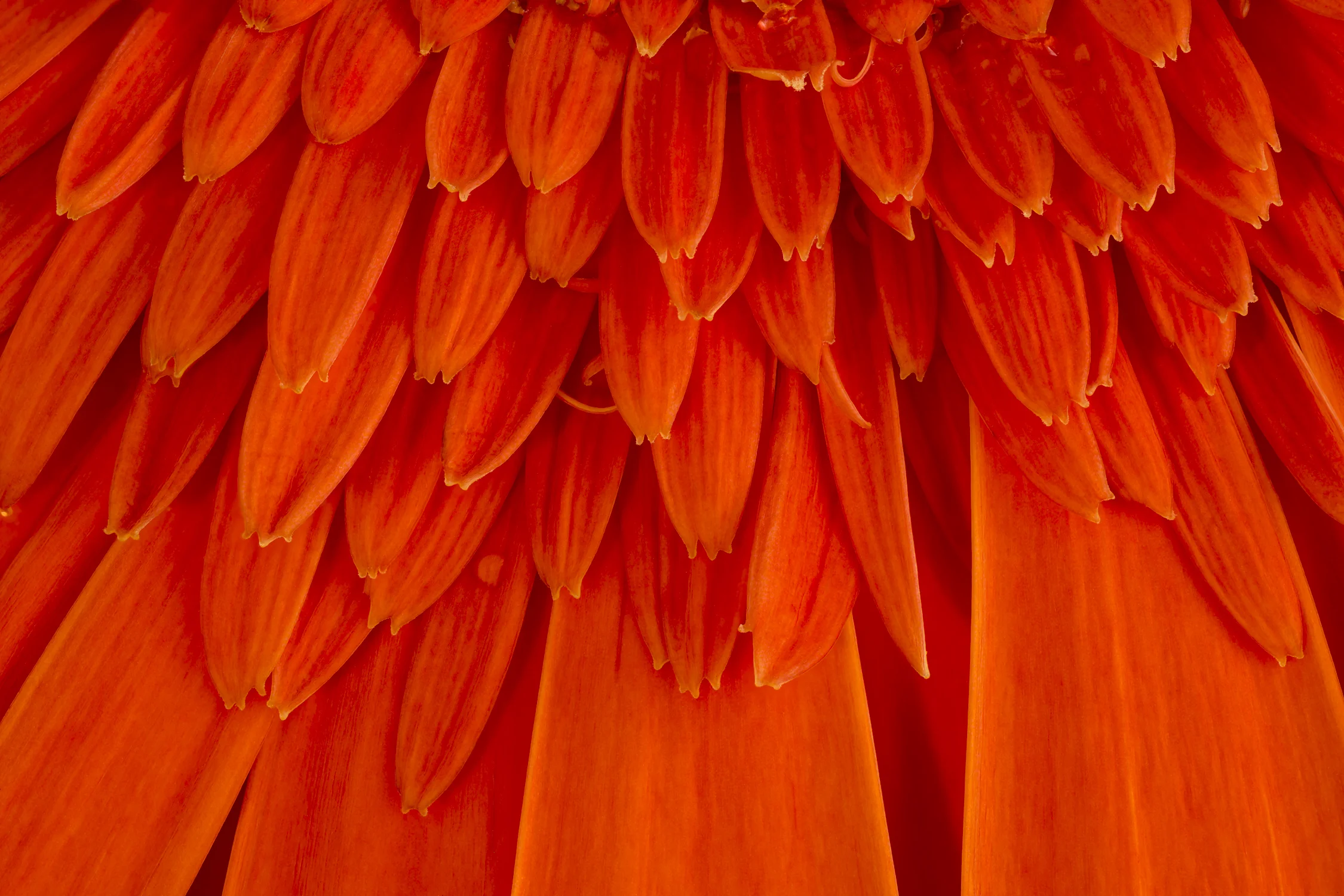 Close-up of orange gerbera daisy petals