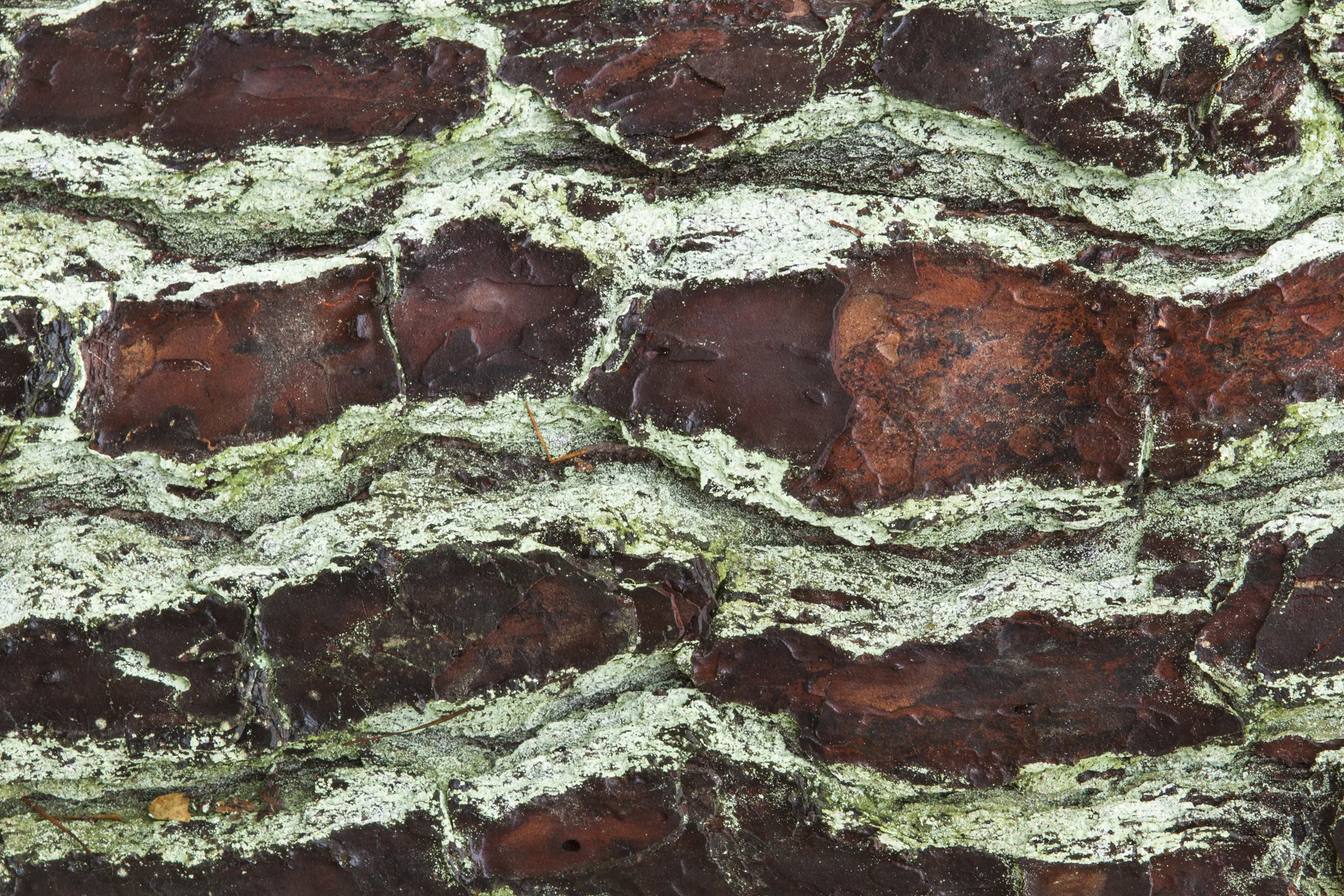 Natural background, close-up of tree bark