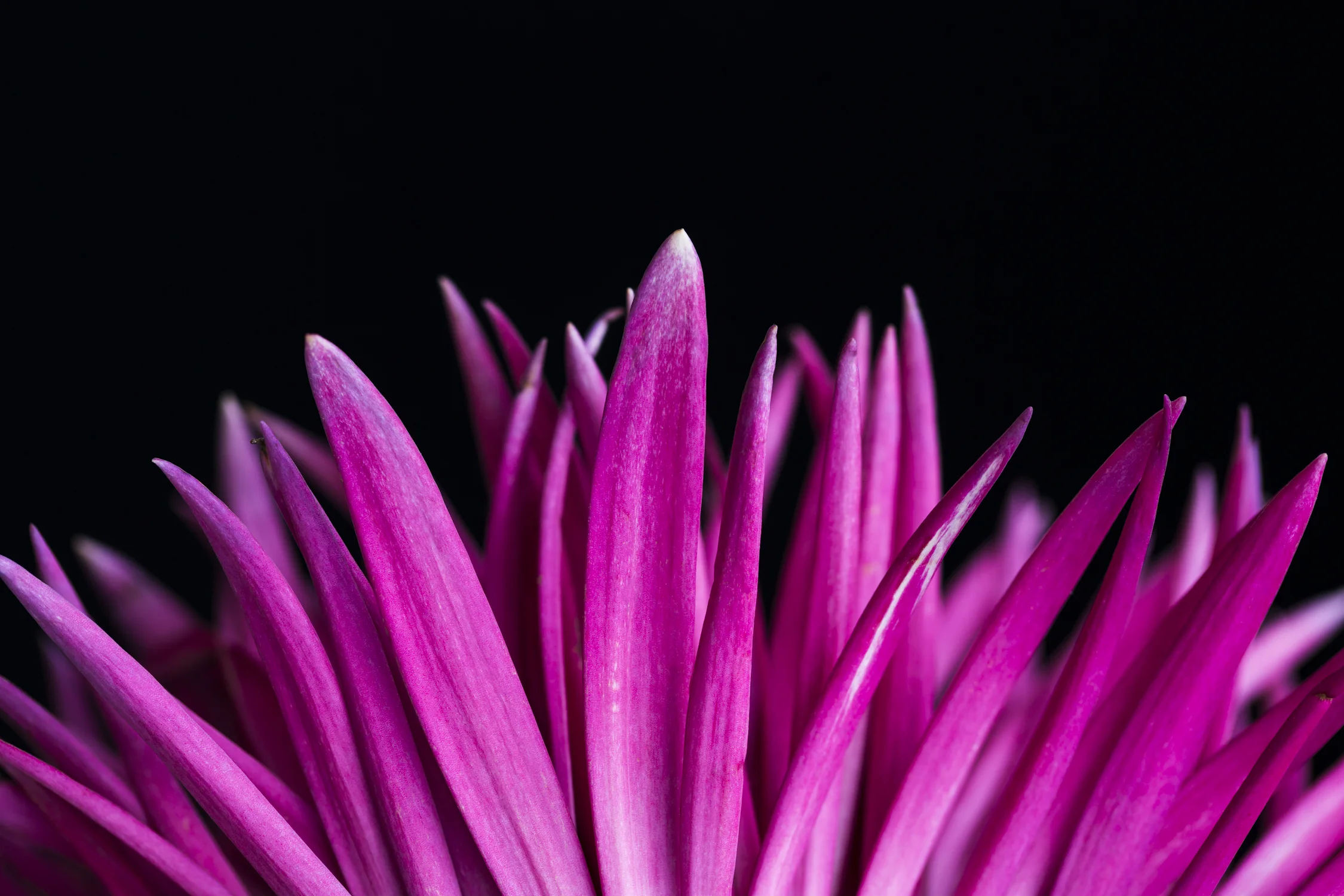 Purple spring spider gerbera daisy, abstract