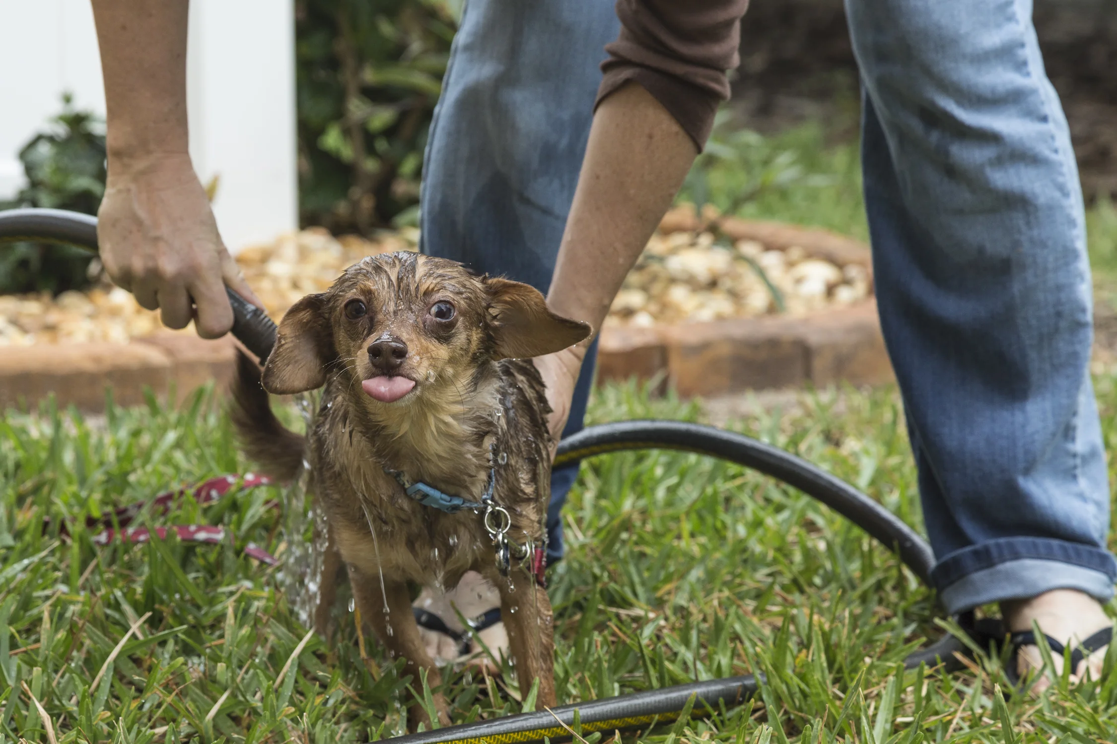 A woman washing a dog
