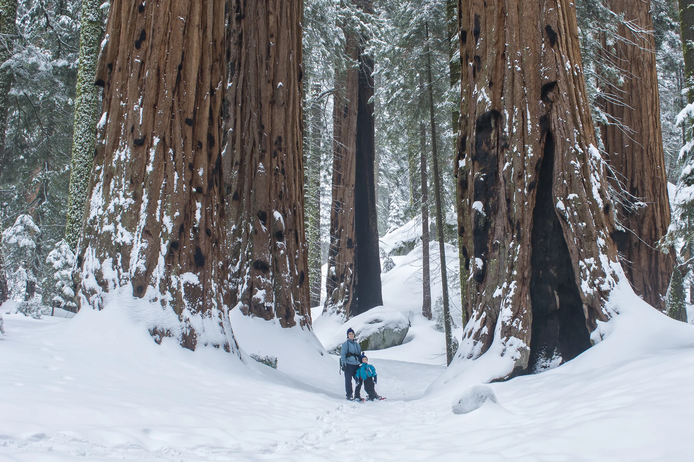 Mother and son snowshoeing between Giant Sequoia Trees