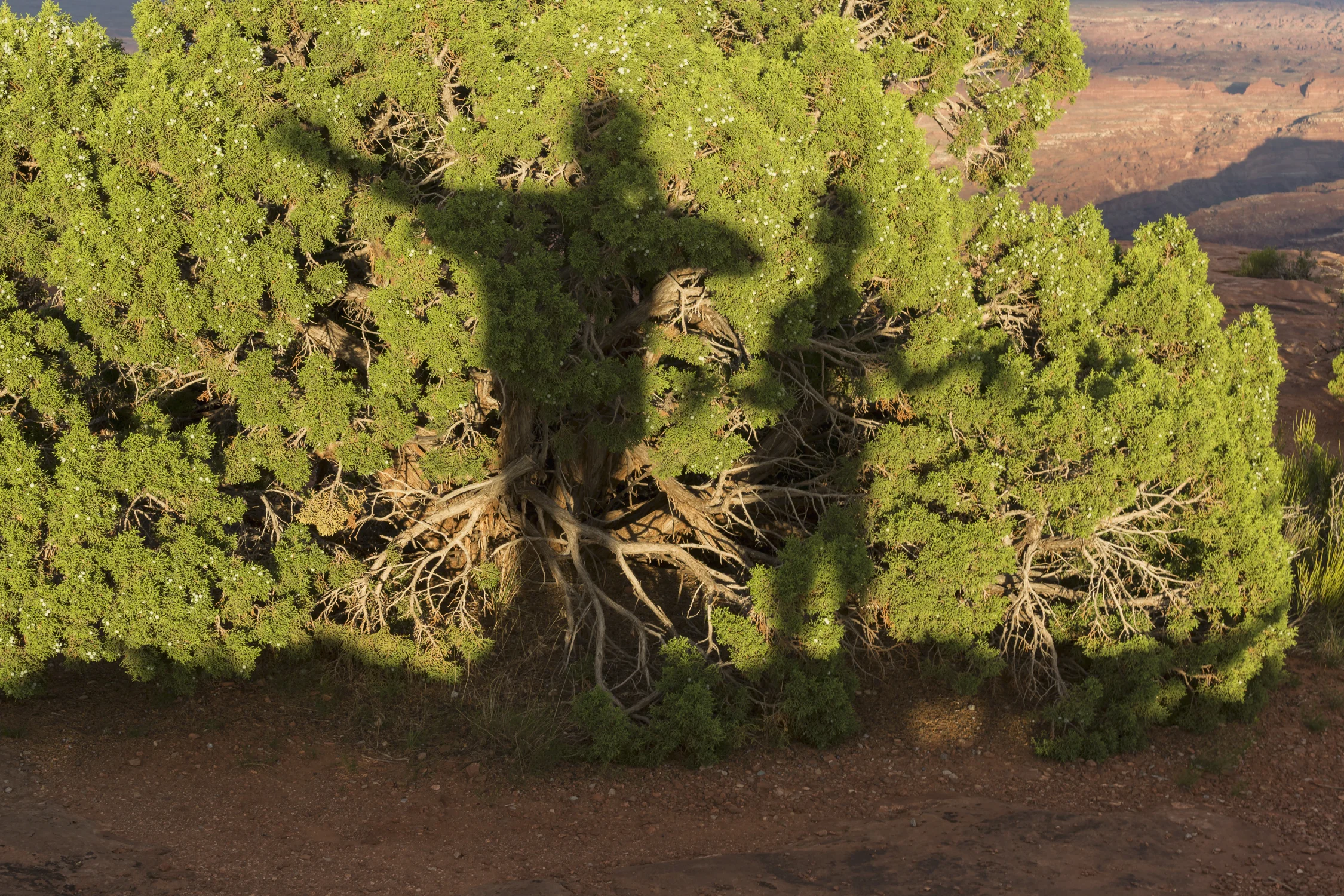 Two peoples shadow on a bush