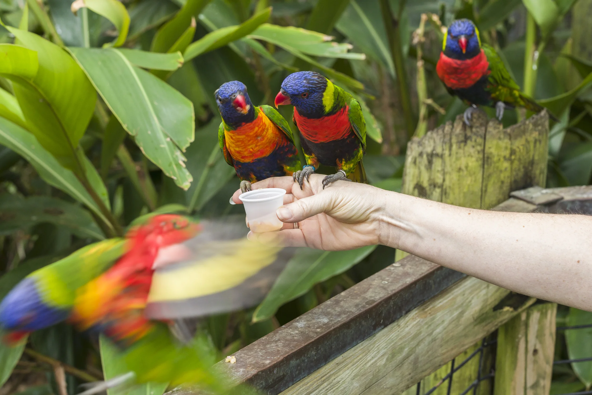 A womans hand feeding colorful birds