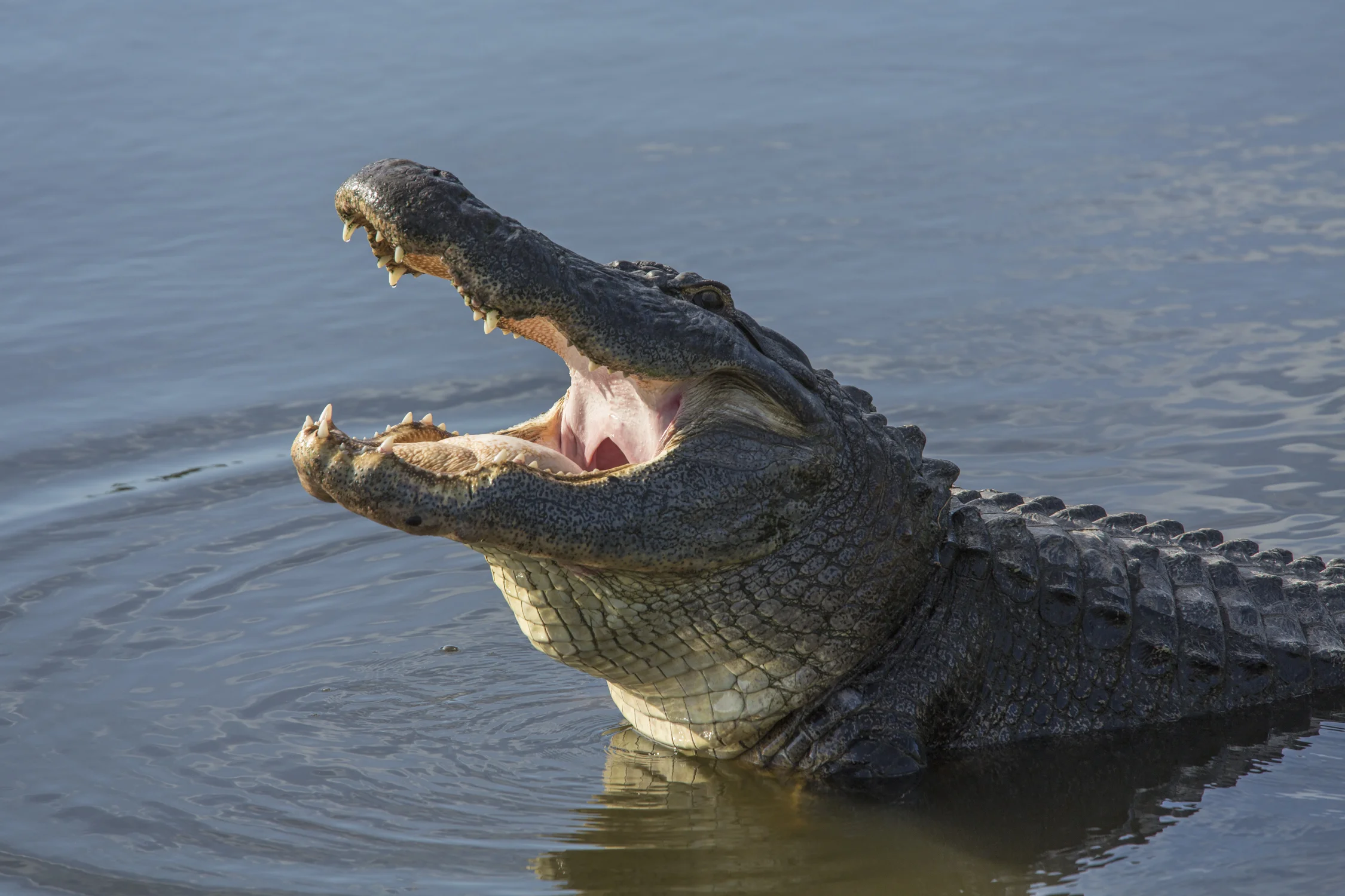 American Alligator