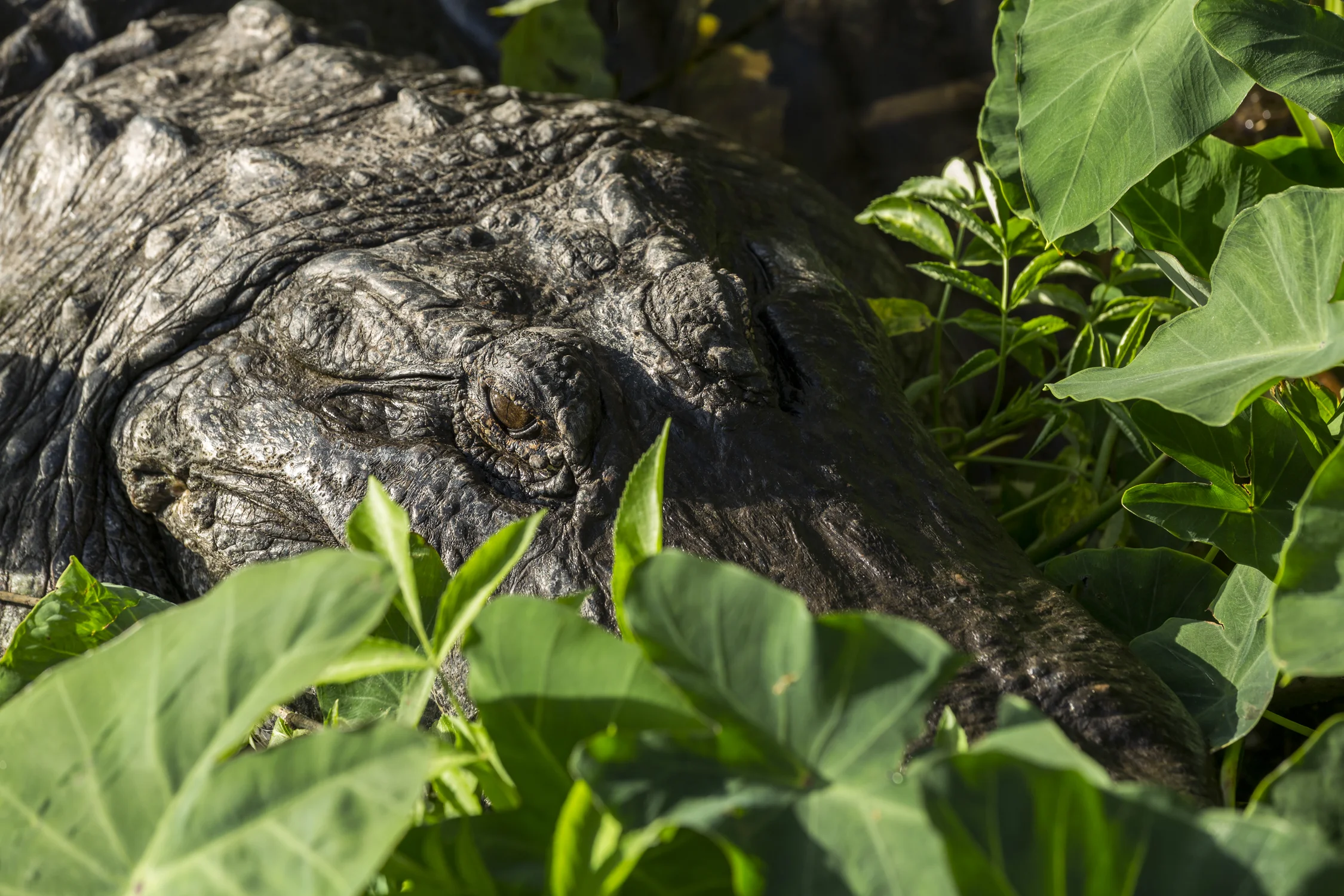 Close-up of alligator laying in some lily pads