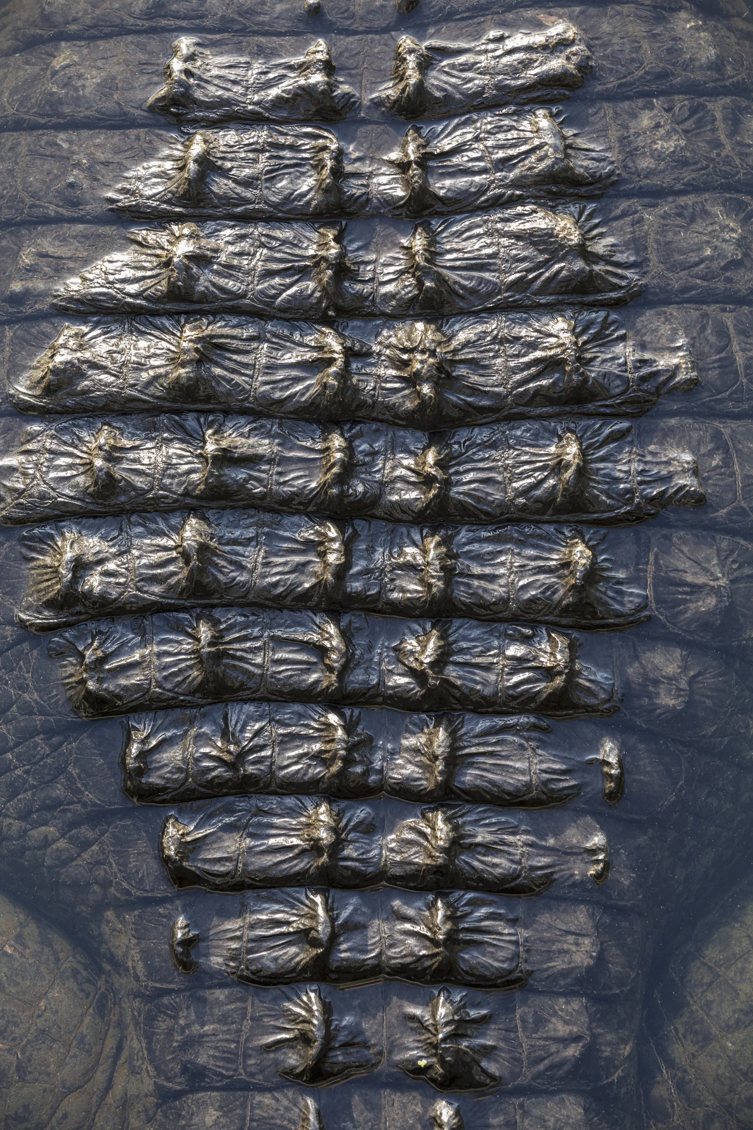 Close-up of alligator skin
