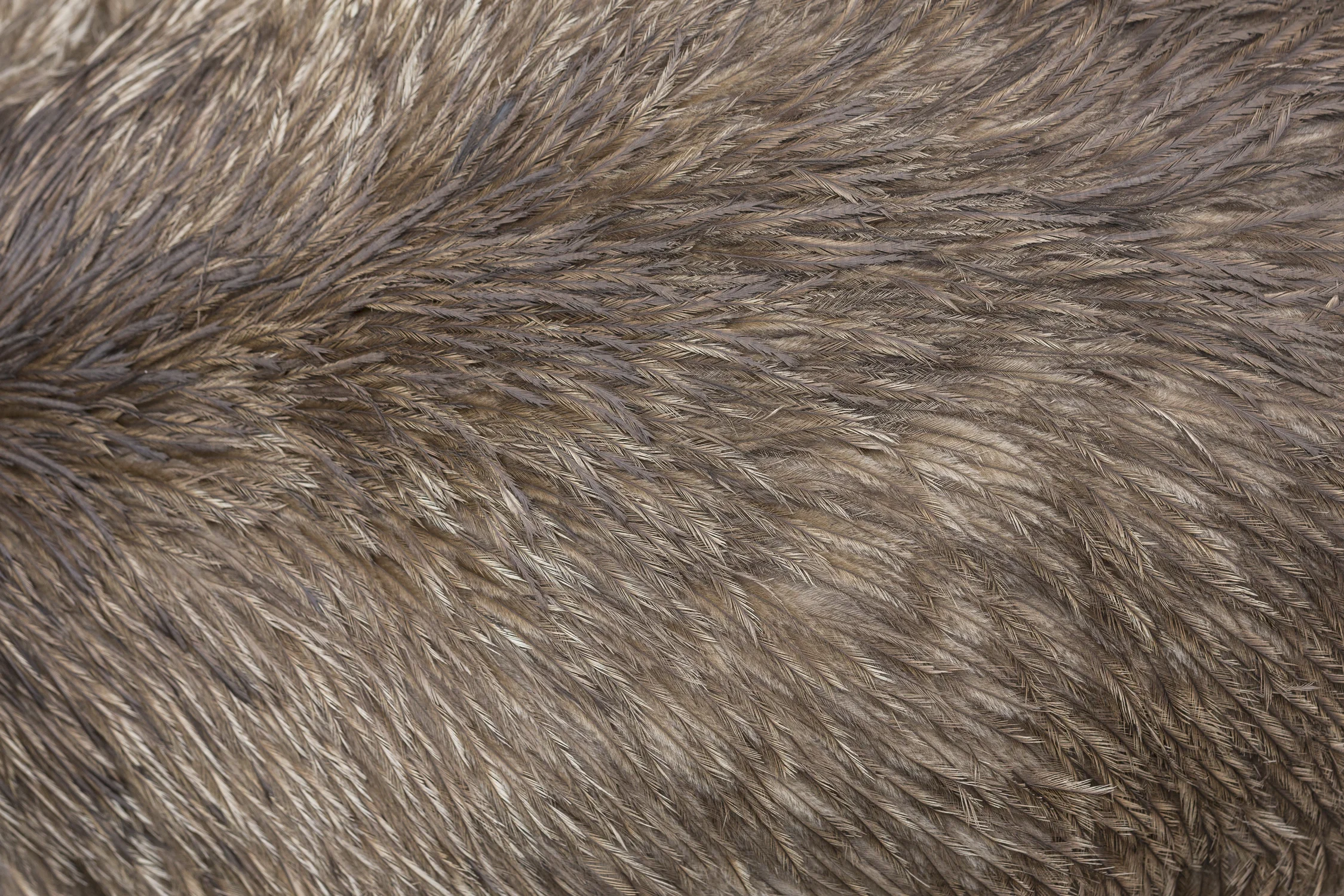 Close-up of emu feathers