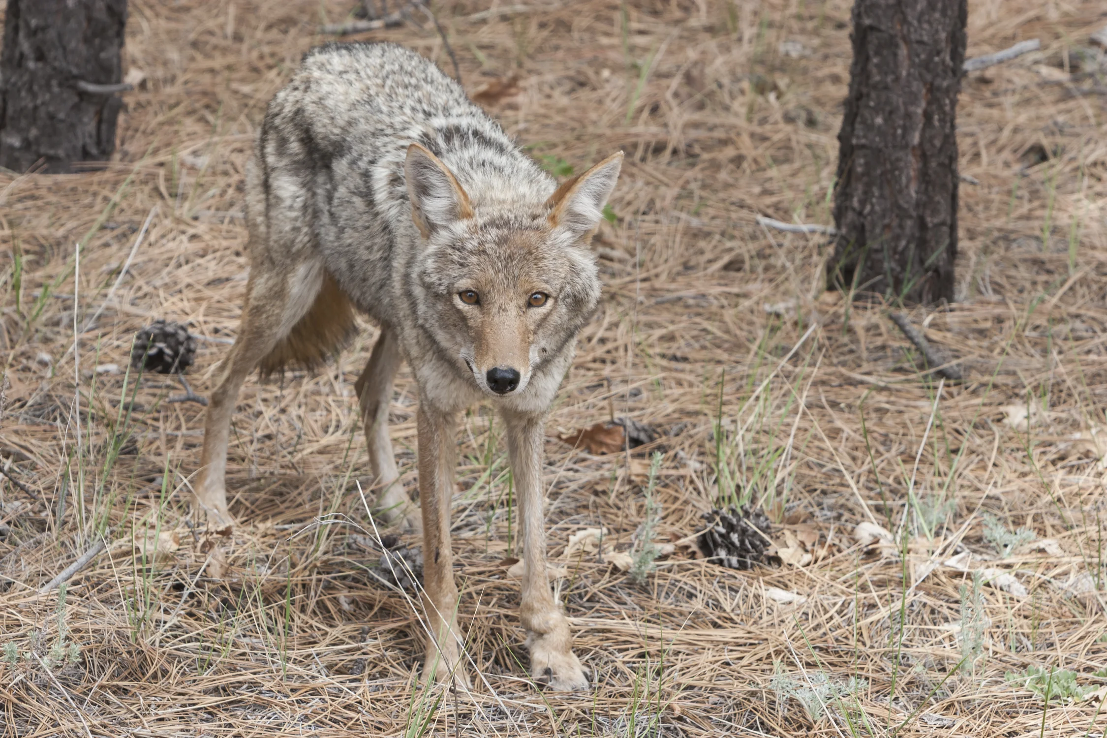 Grand Canyon Coyote