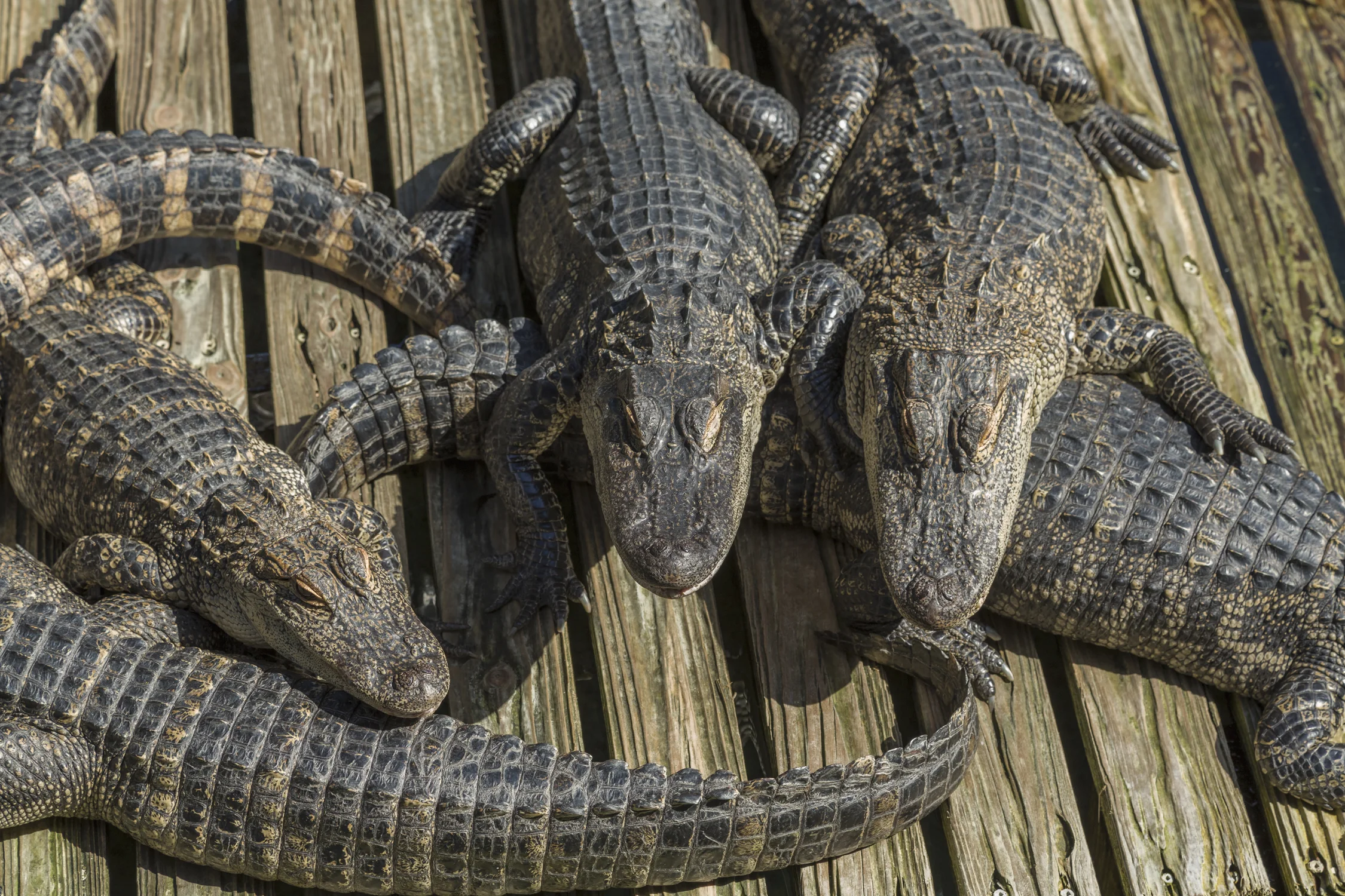 Several alligators sunning on a wood dock