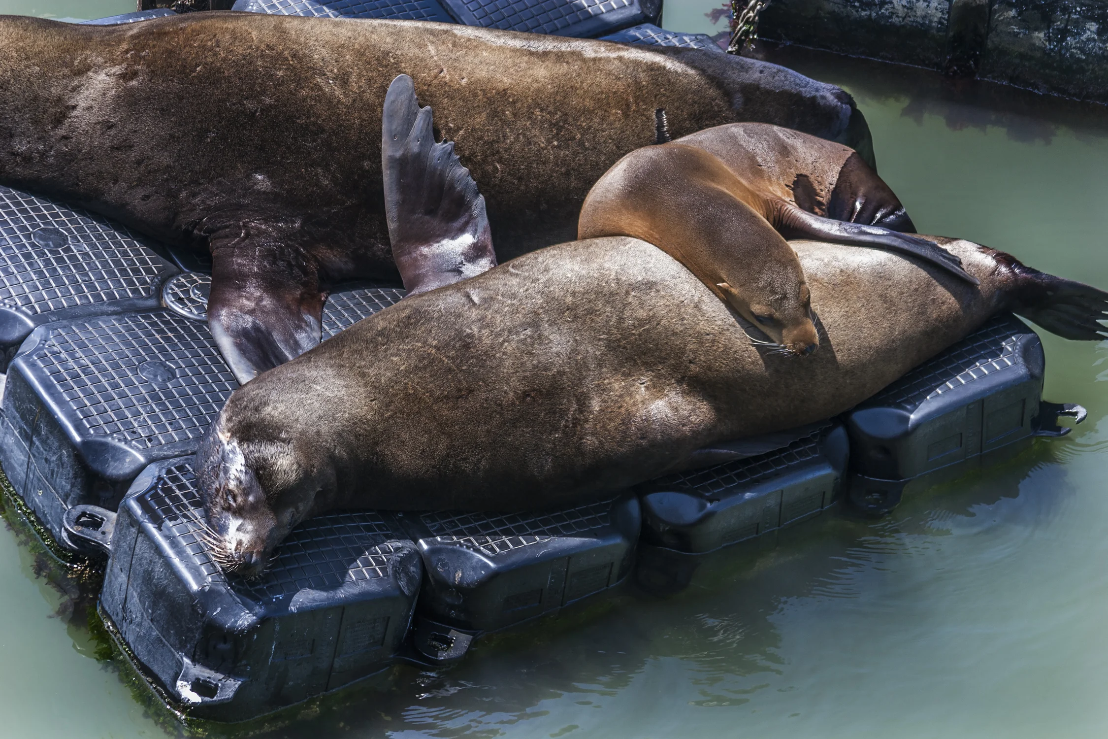 Sleeping Seals