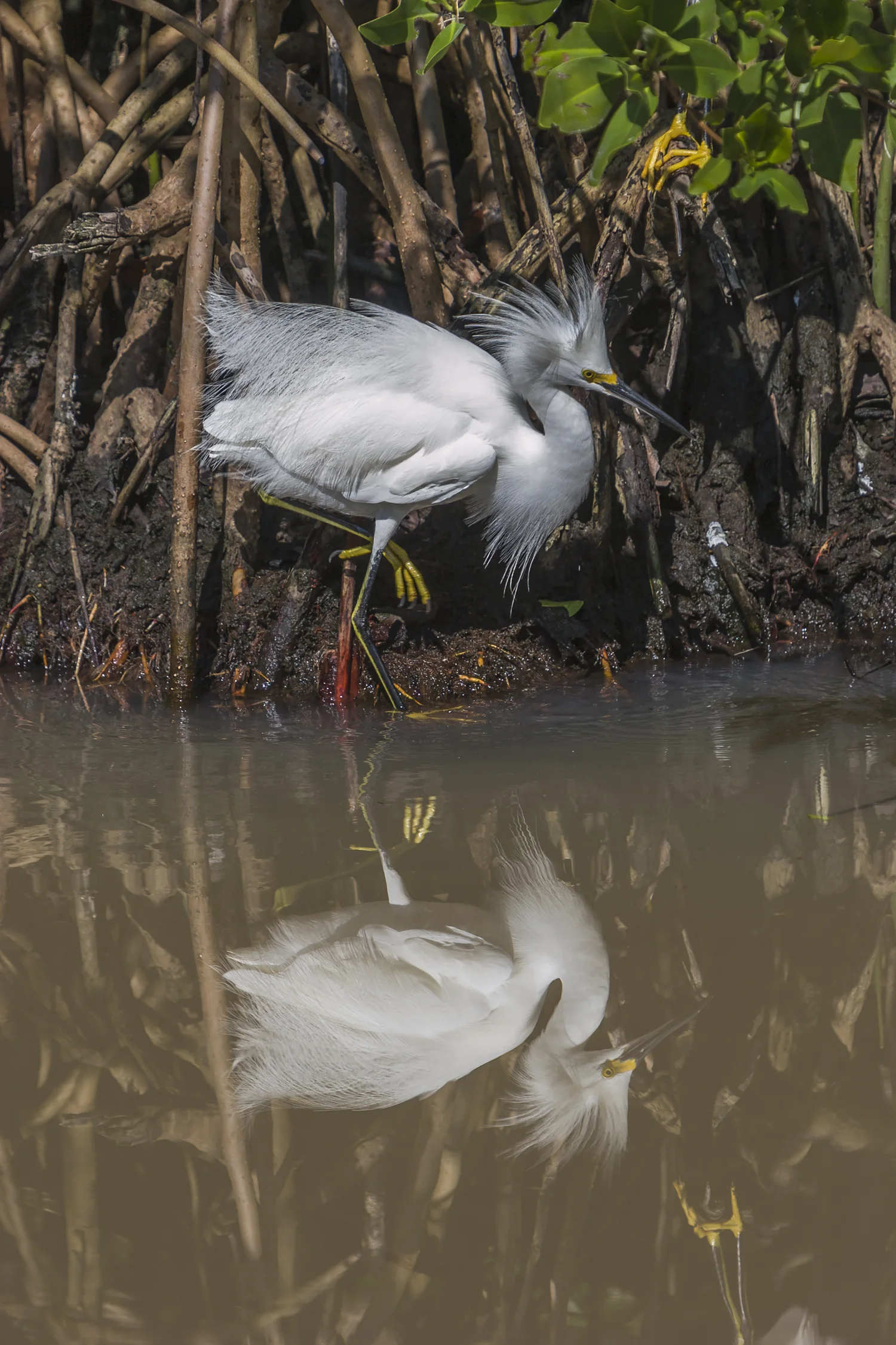 Snowy Egret