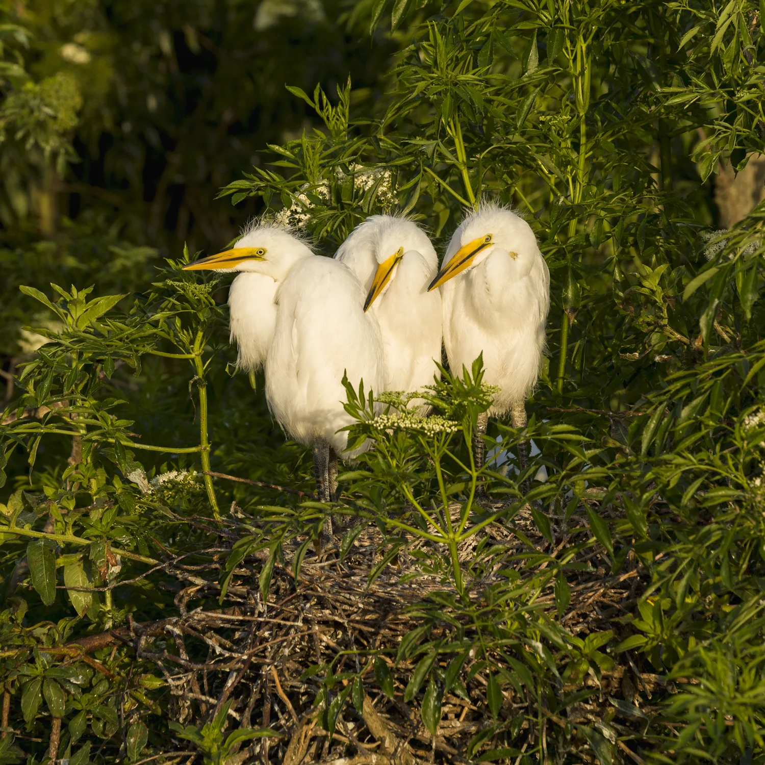Three Baby Great Egrets in a nest