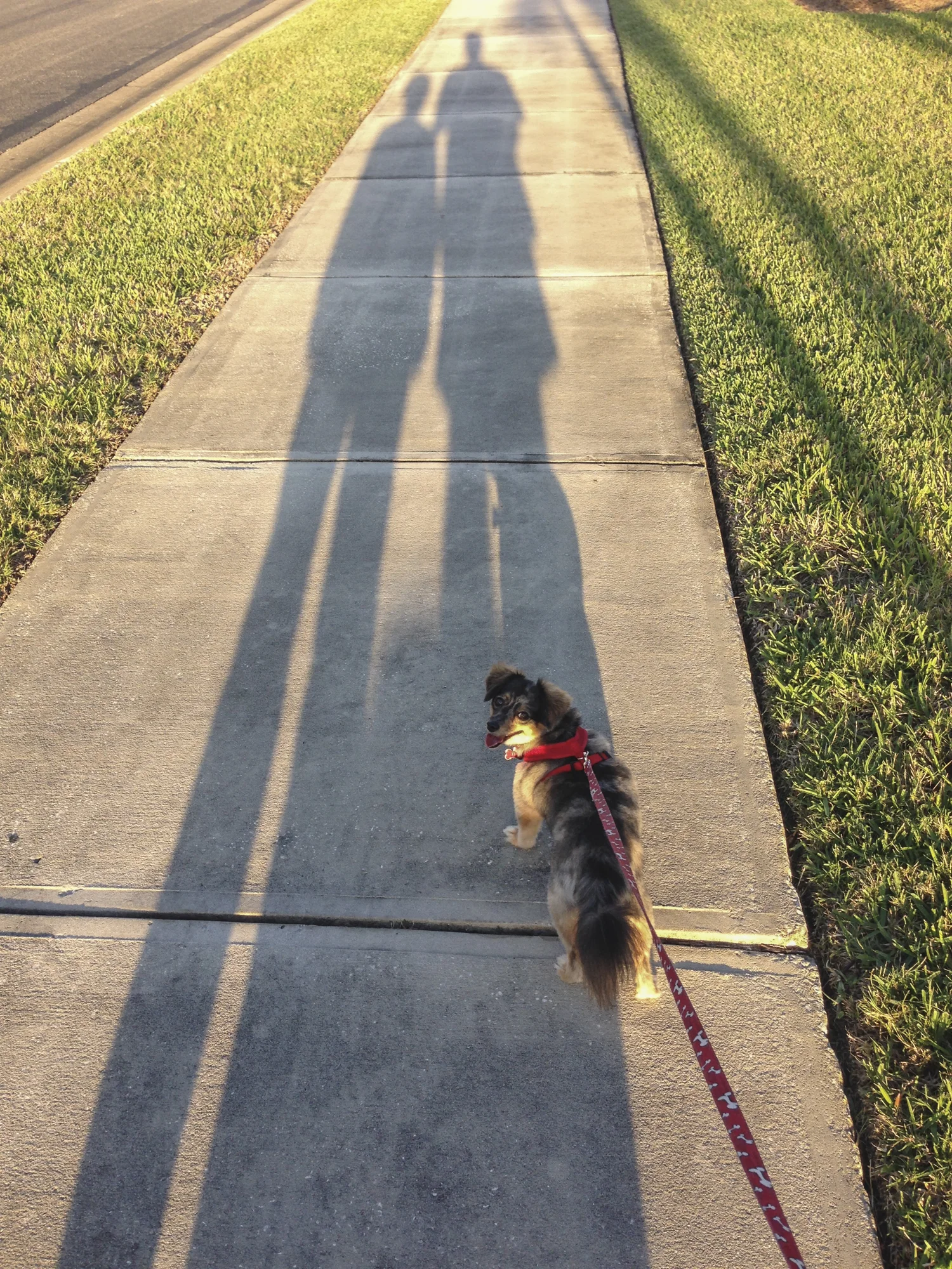 Walking the dog