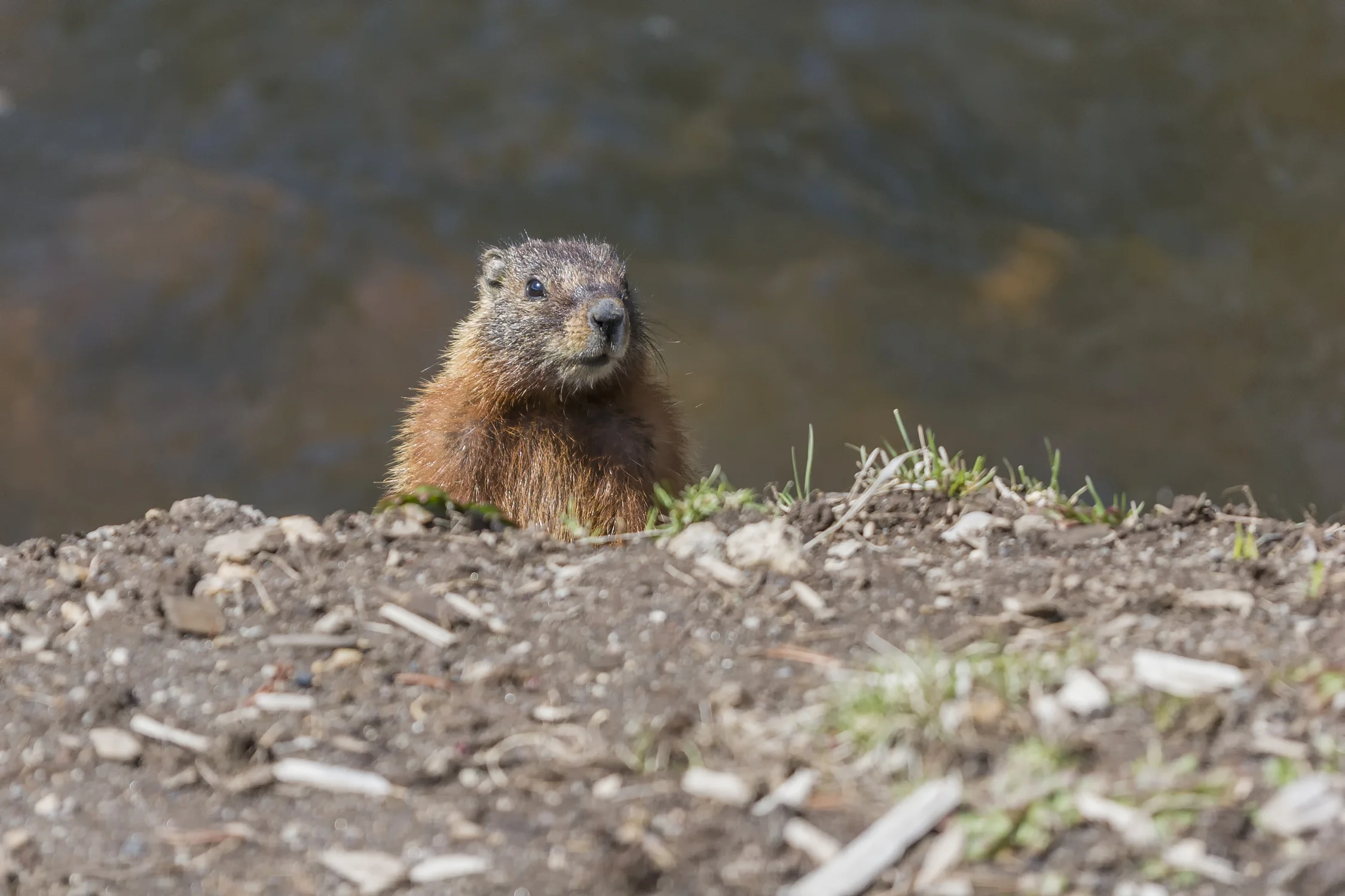 Yellowstone Muskrat