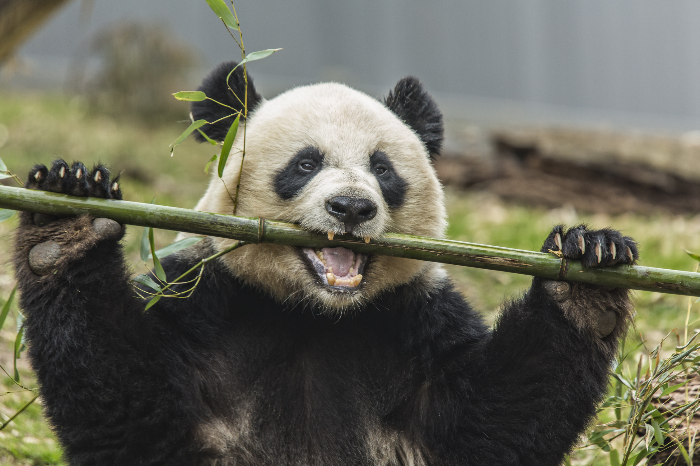 A giant panda eating bamboo