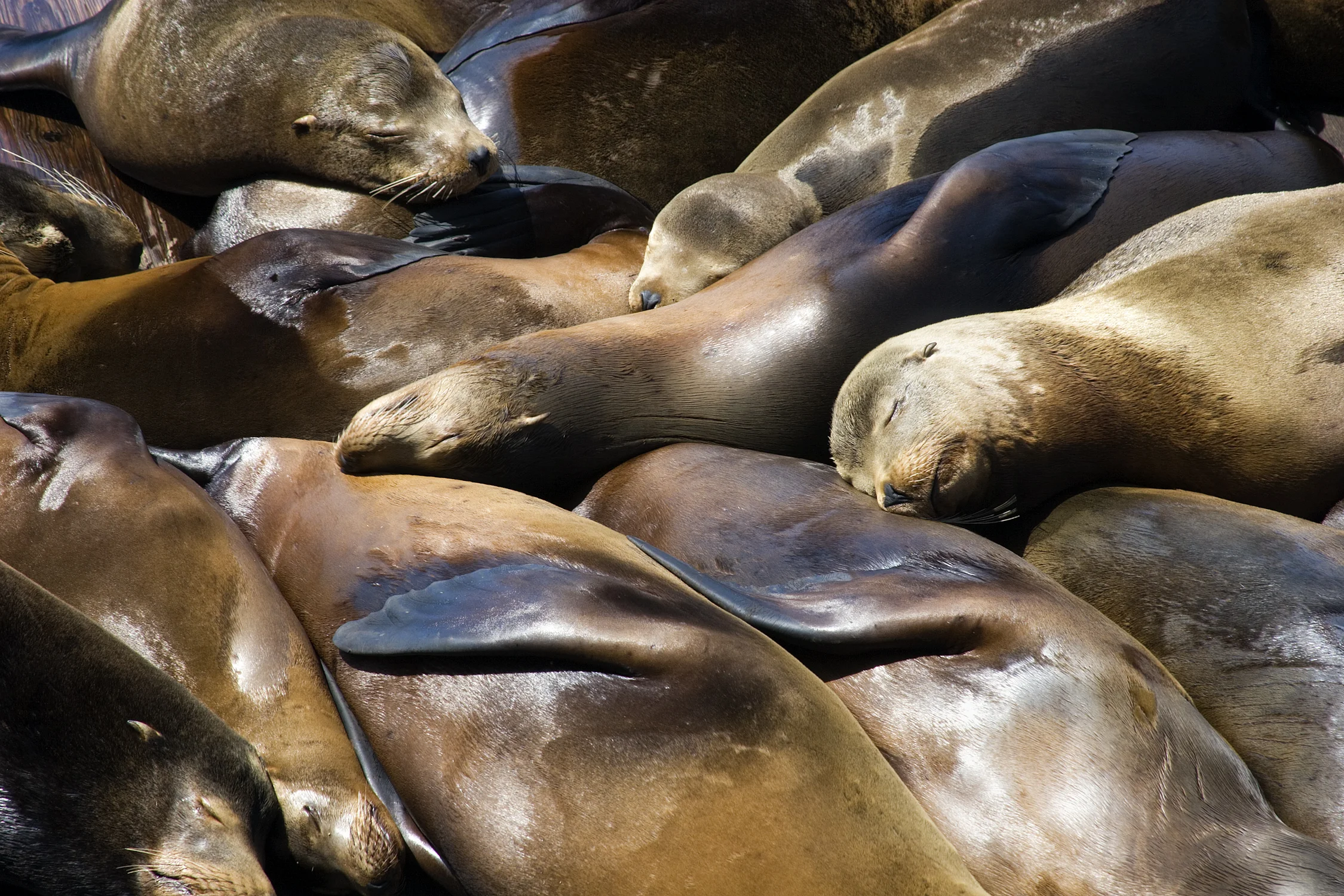 Sleeping Seals
