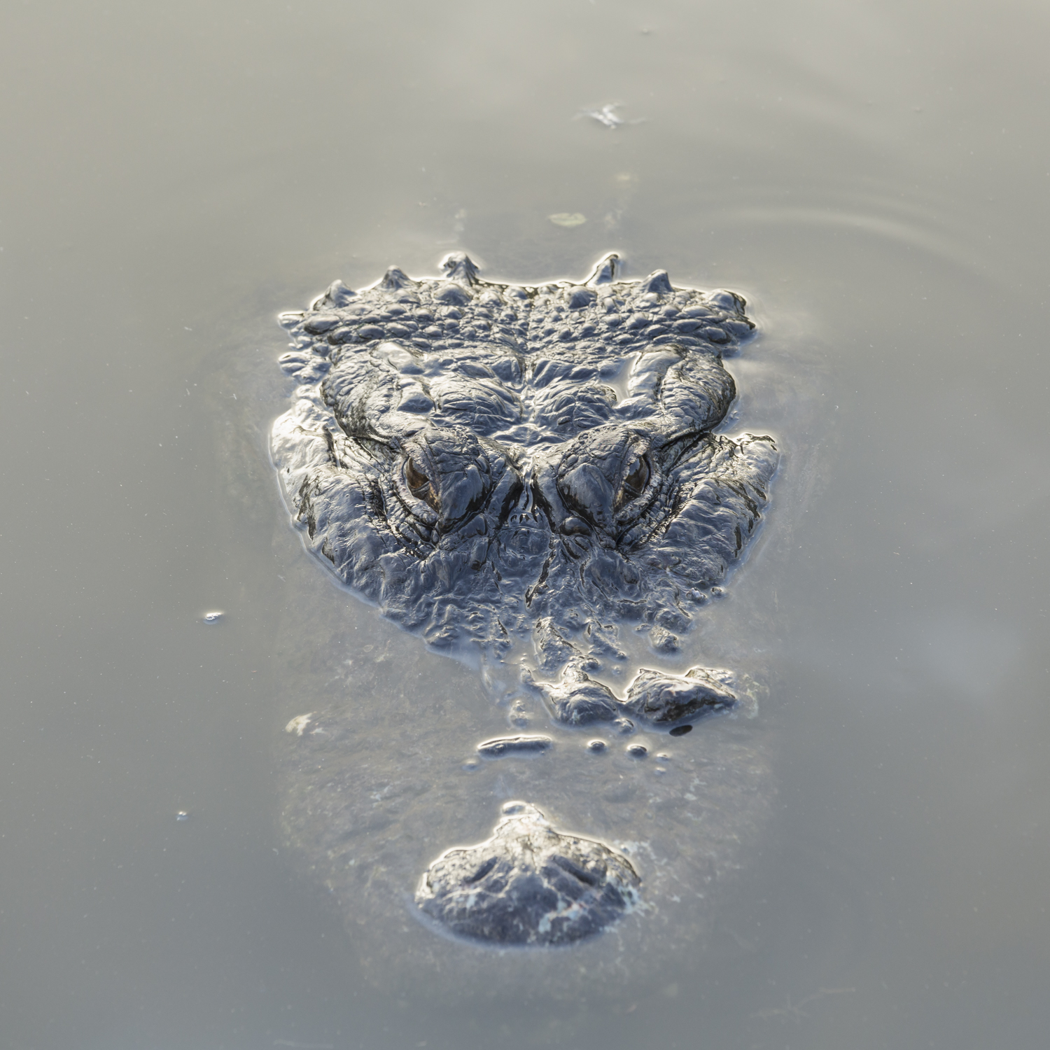 American Alligator floating in murky water