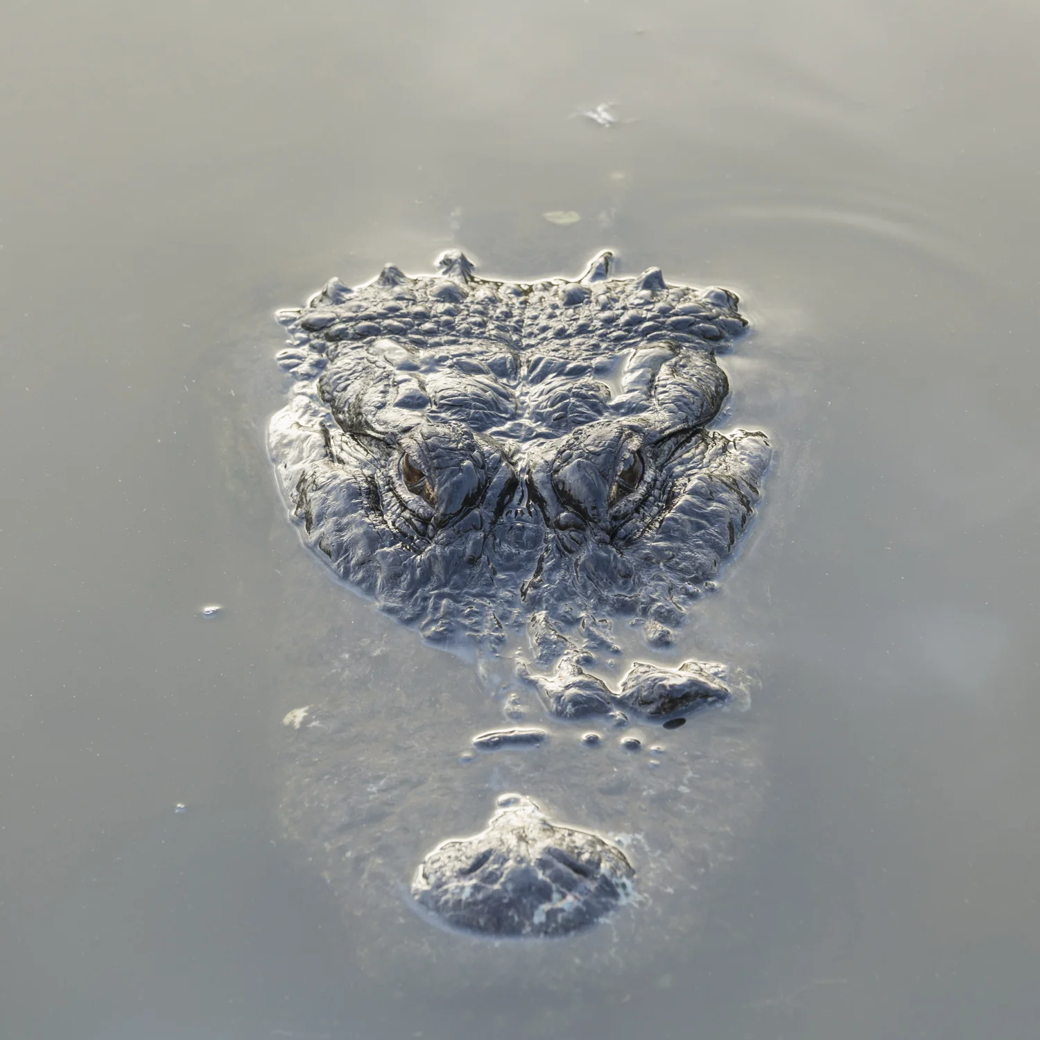 American Alligator floating in murky water
