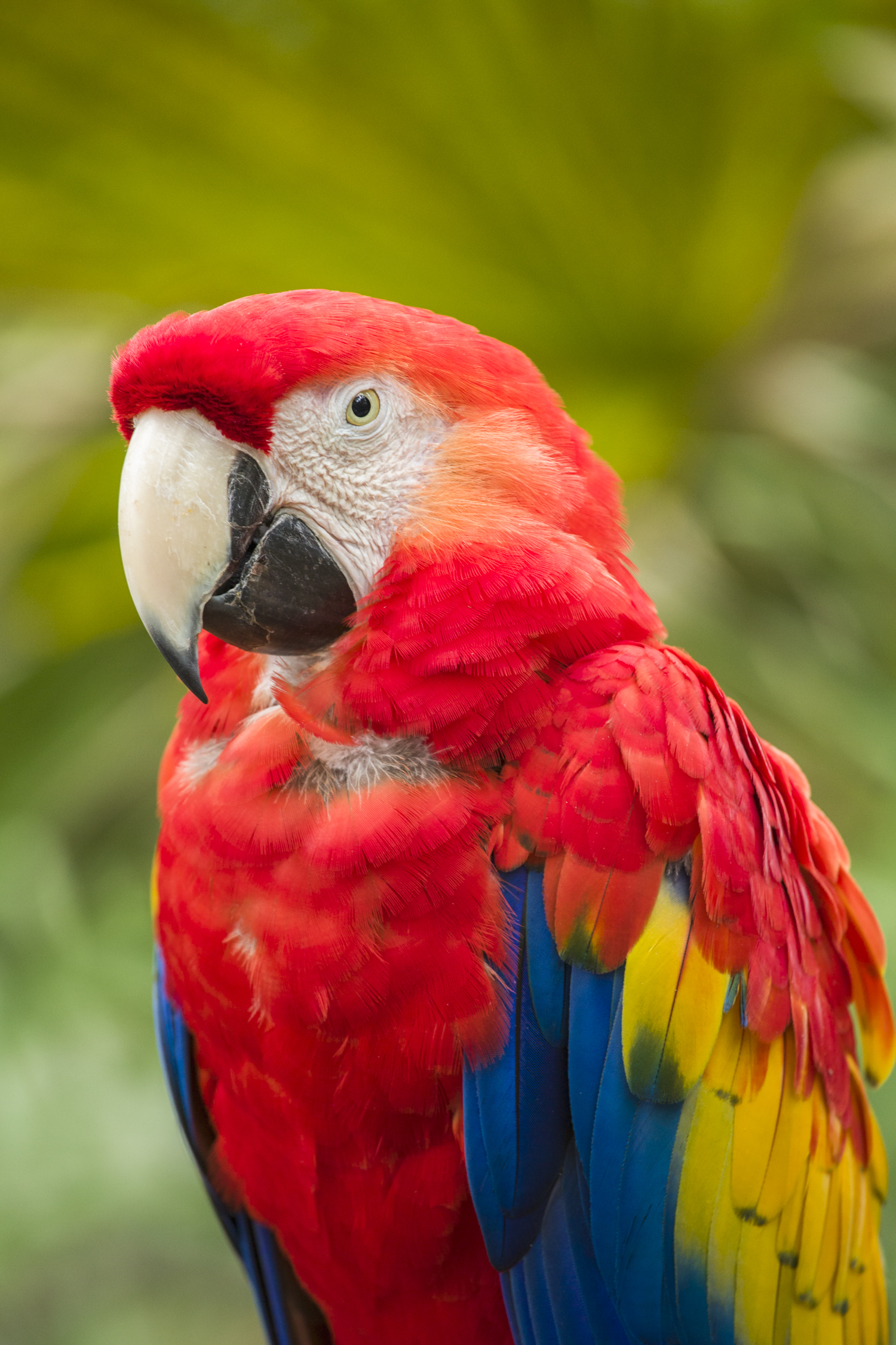 Brightly colored macaw parrot