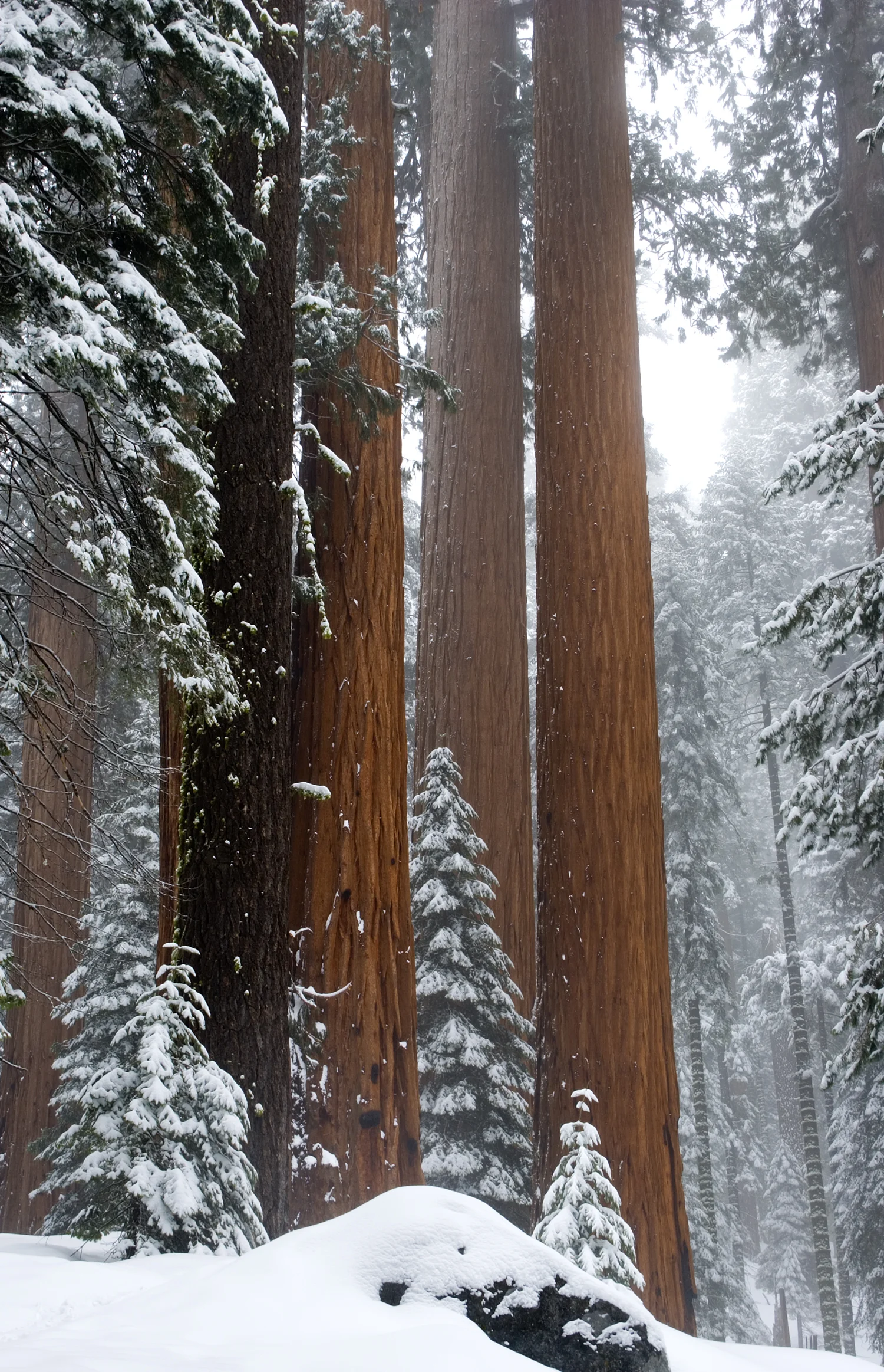 Giant Sequoia's #1