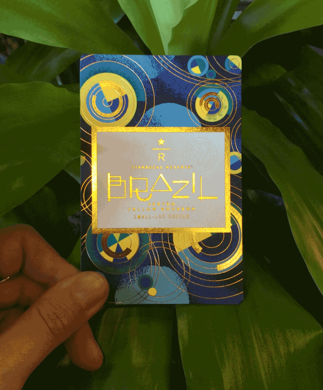Brazil Sertao-Yellow-Bourbon.gif