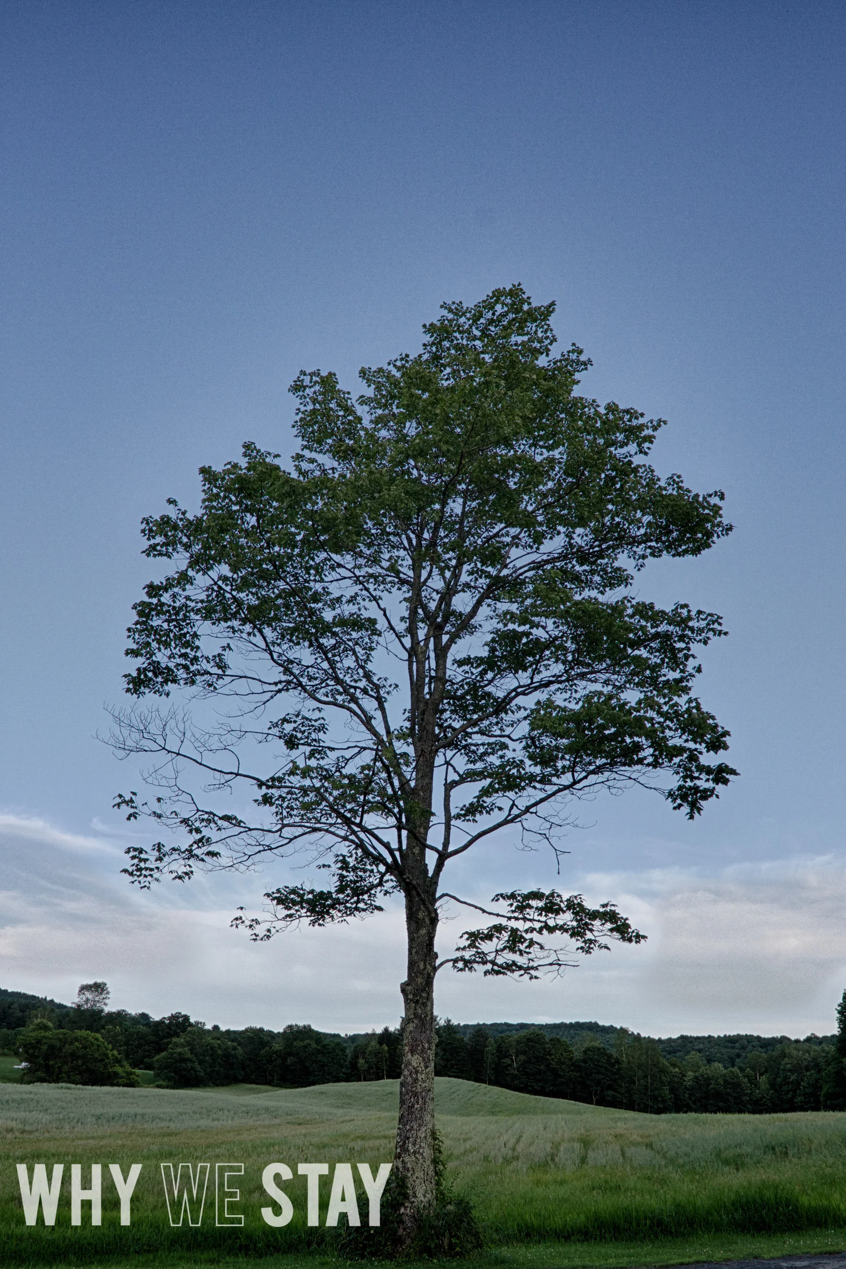 Tree.jpg