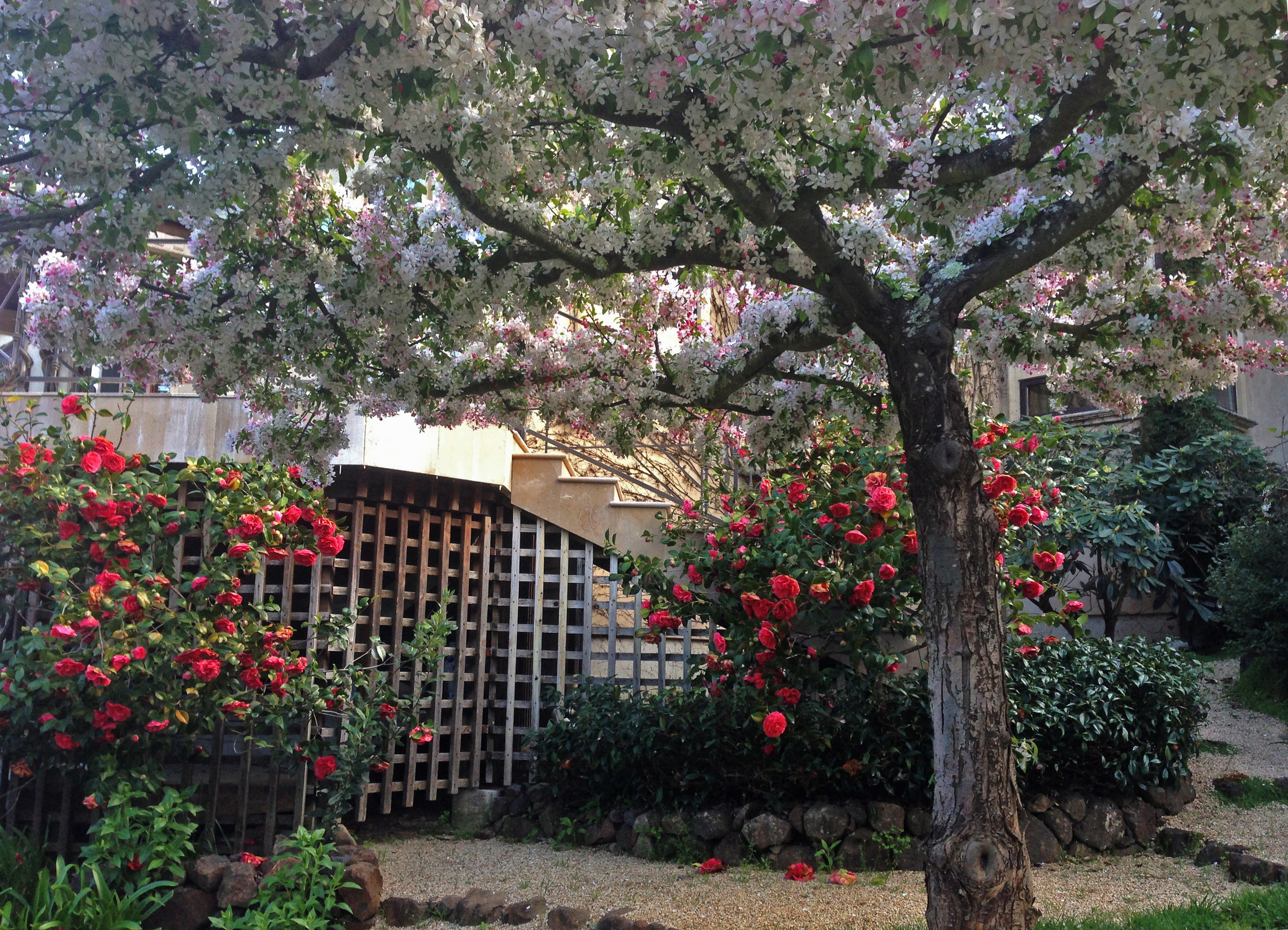 Red camellia shrubs frame a table-top pruned crabapple tree. Their blooms are coordinated to create a magnificent Spring show of reds, pinks and whites all at once. 