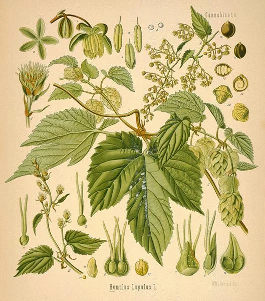 image courtesy of Missouri Botanical Gardens' Rare Book Collection: http://www.mobot.org/