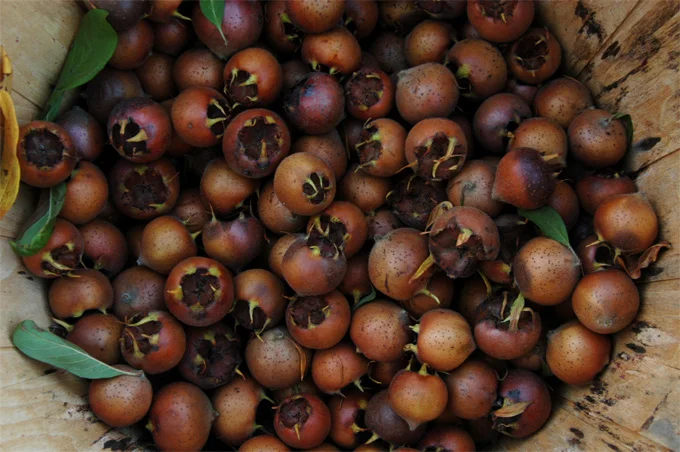 medlar.jpg