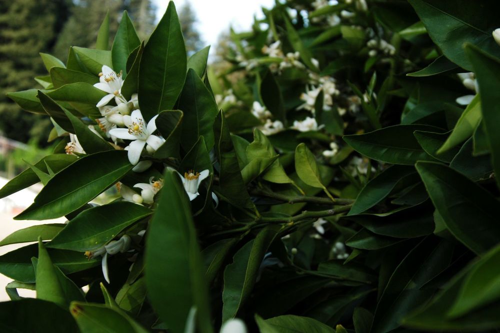 citrus blossom 1.jpg