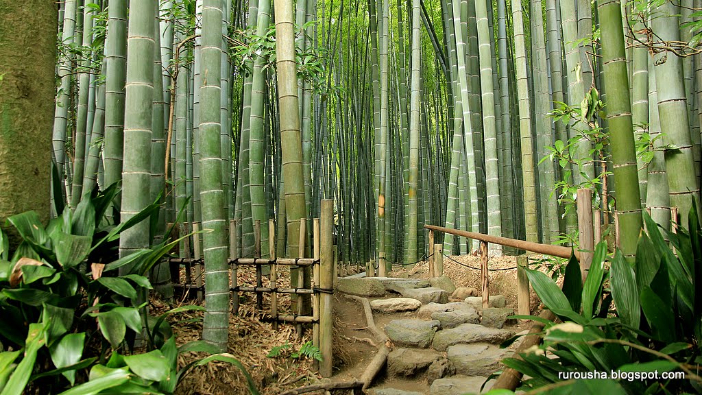 Bamboogrove