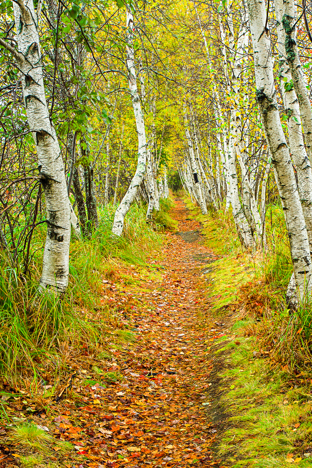 Birch Path.jpg