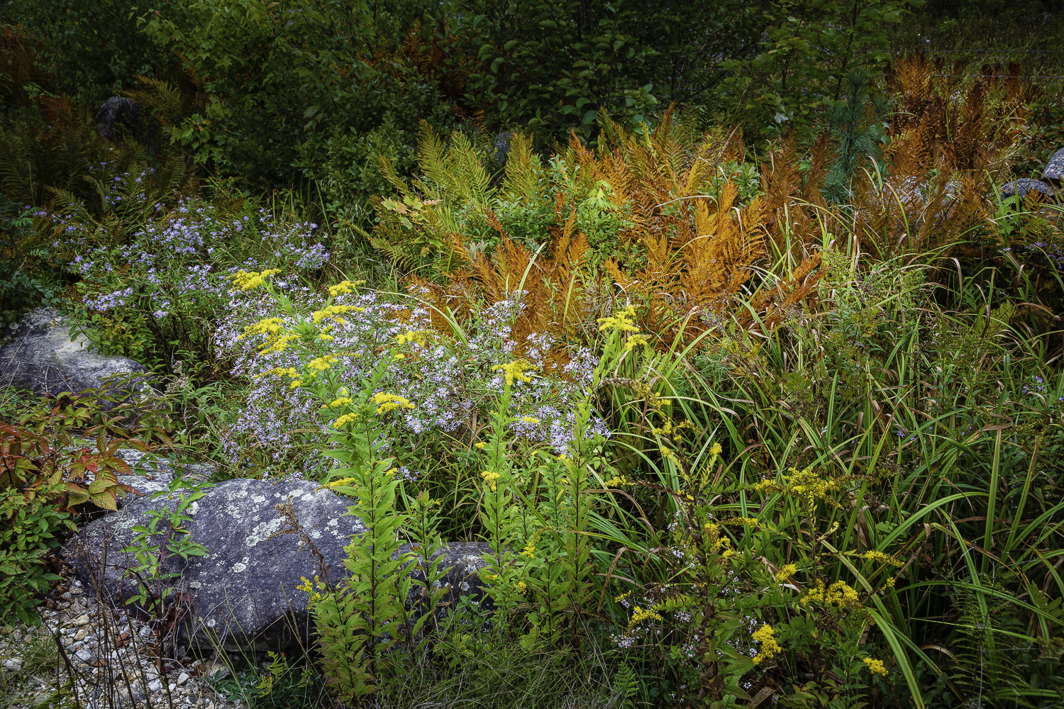 Ferns on Fire.jpg