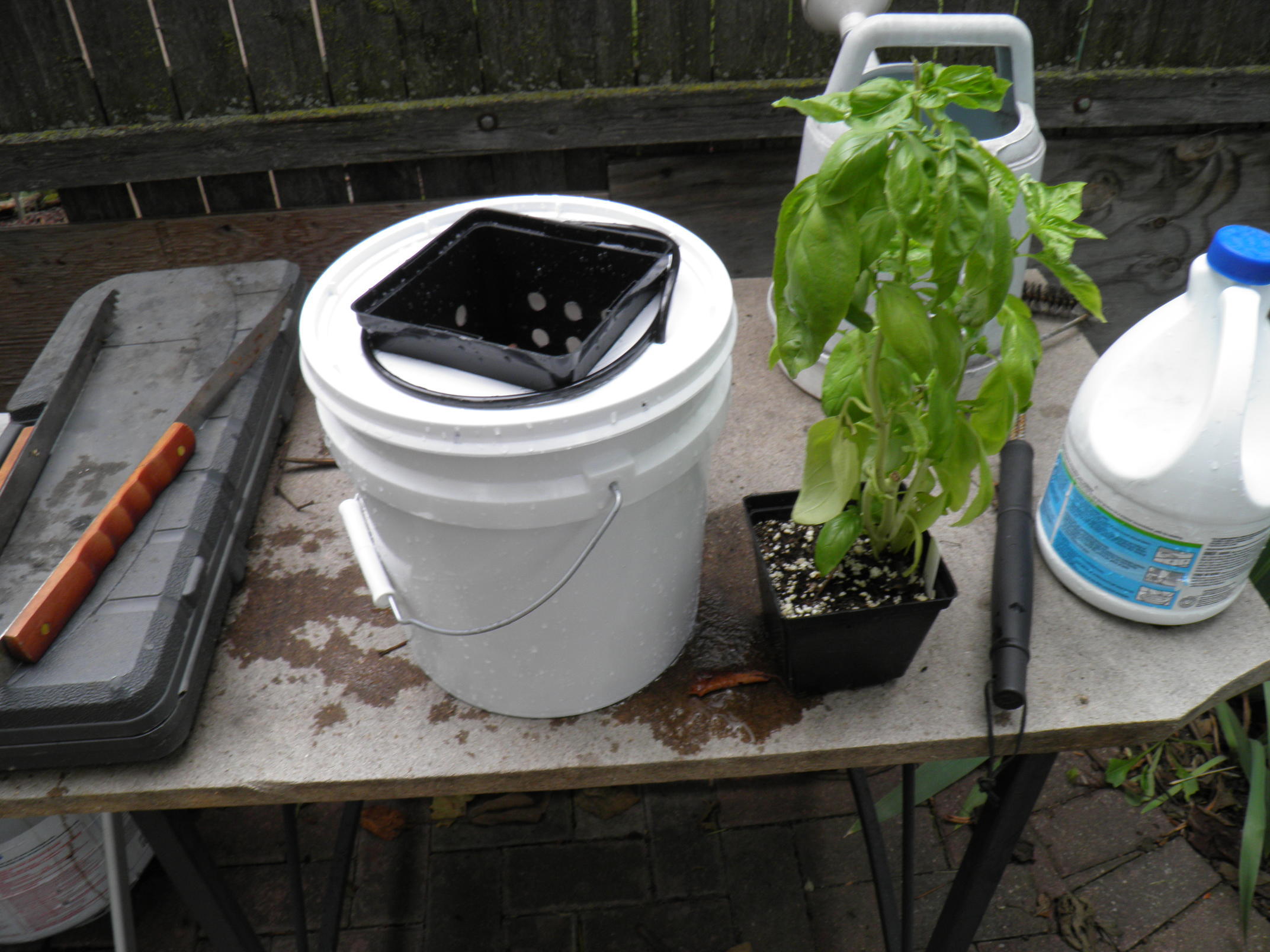 Sanitized Water Reservoir with Basil Plant