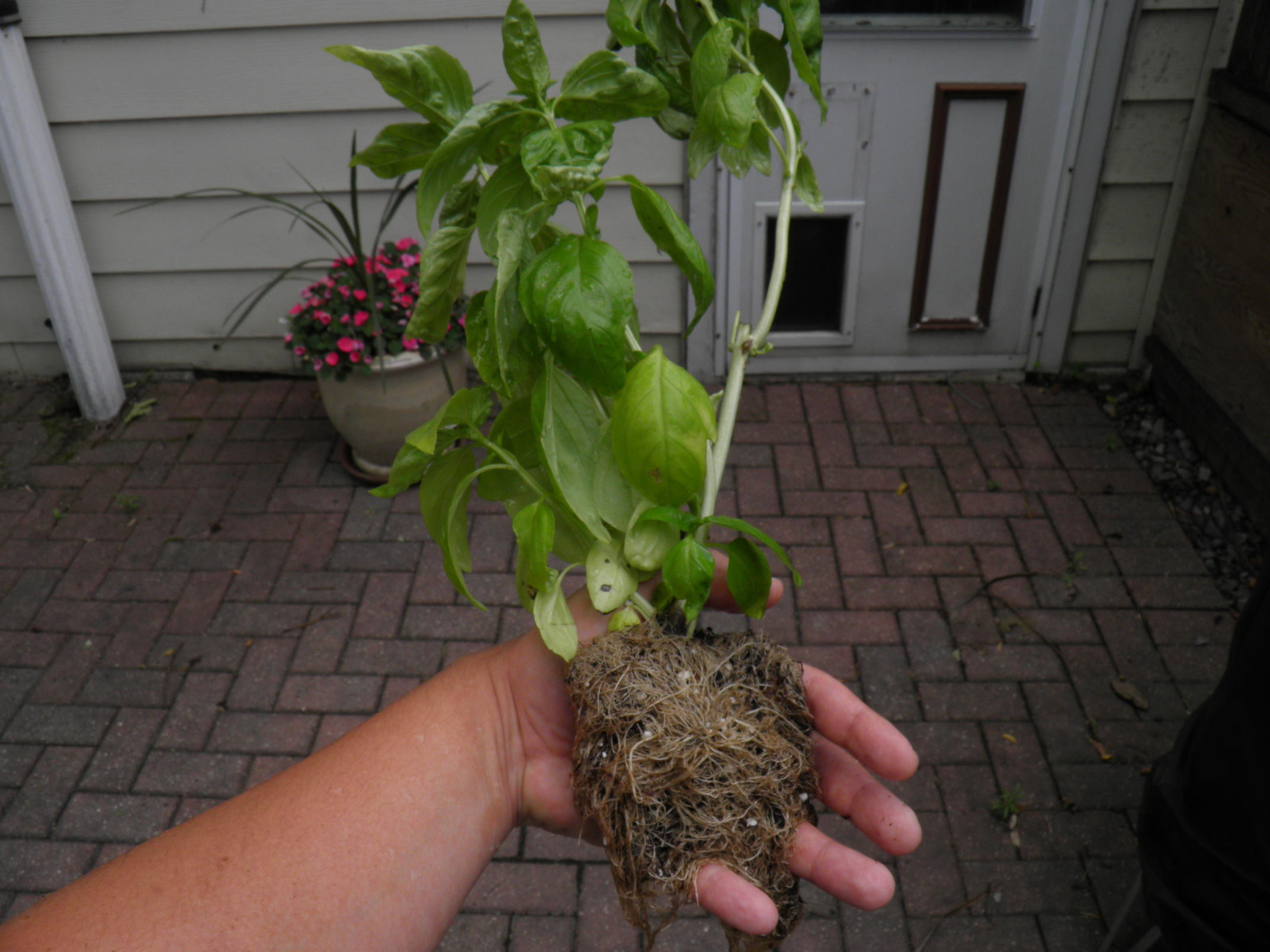 Basil Plant with Dirt Sprayed Off