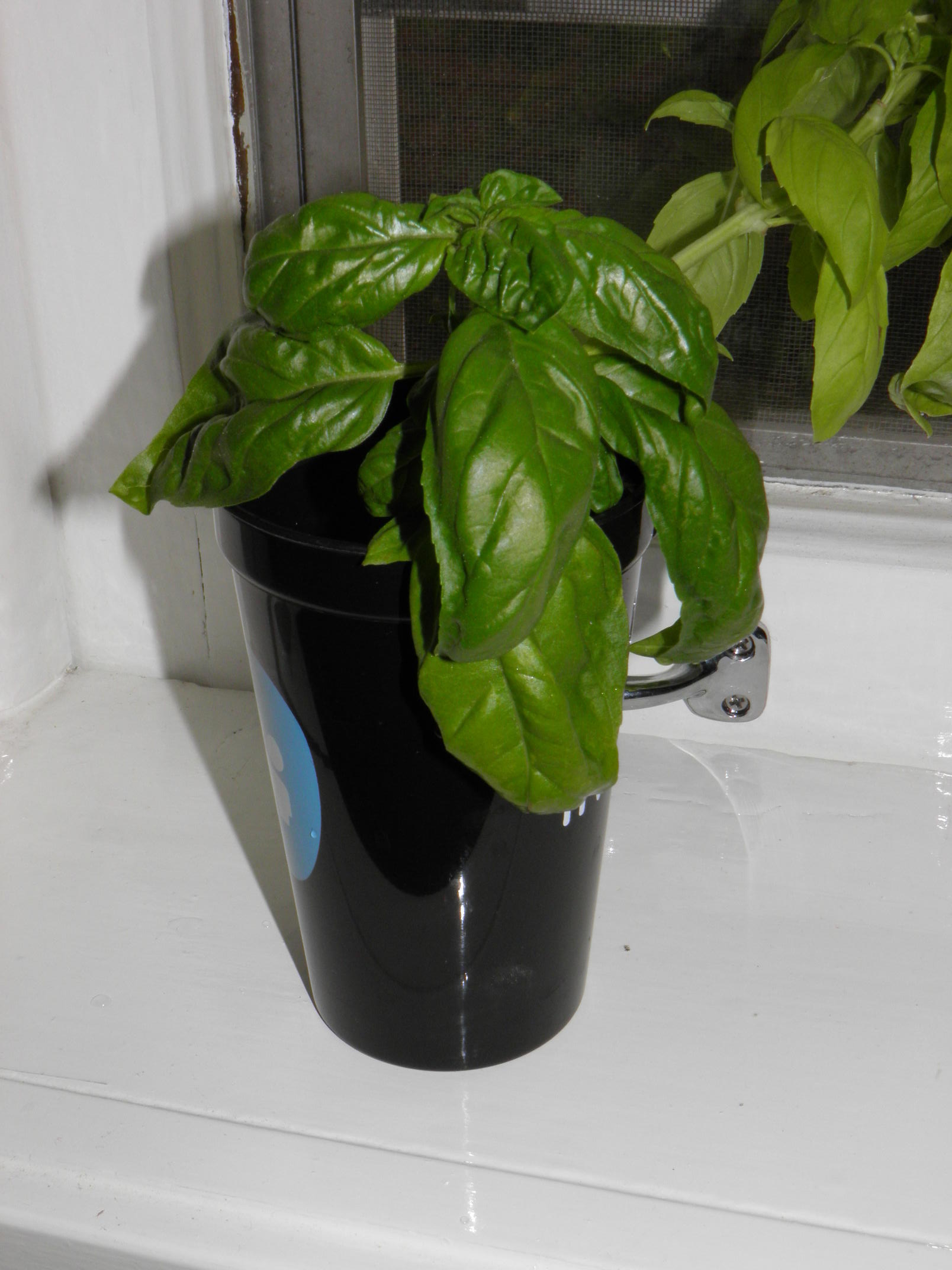 Rooting Basil in a Glass of Water