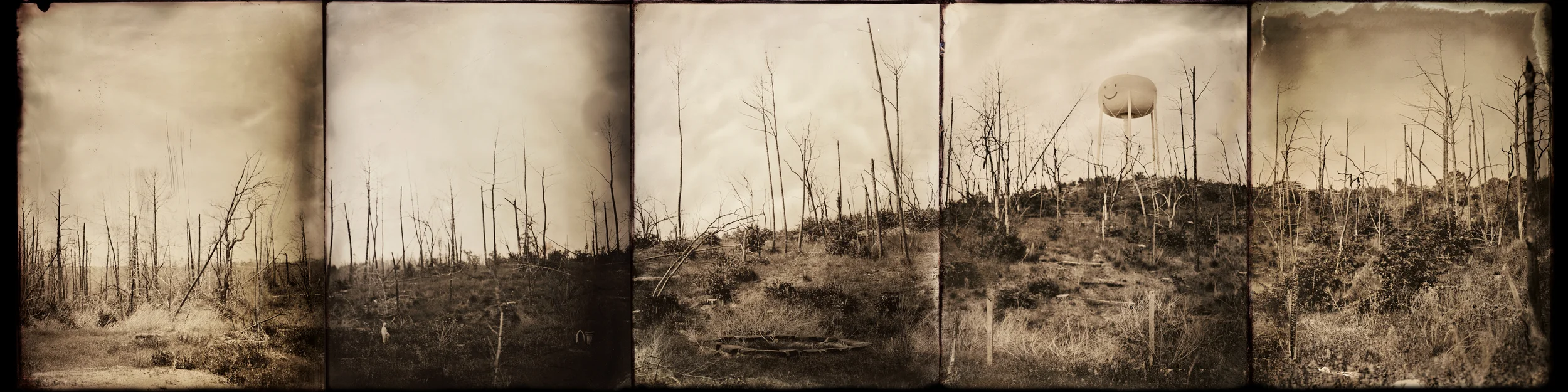 Wildfire ravaged landscape, Bastrop, TX. Image comprised of 4x5 tintypes.
