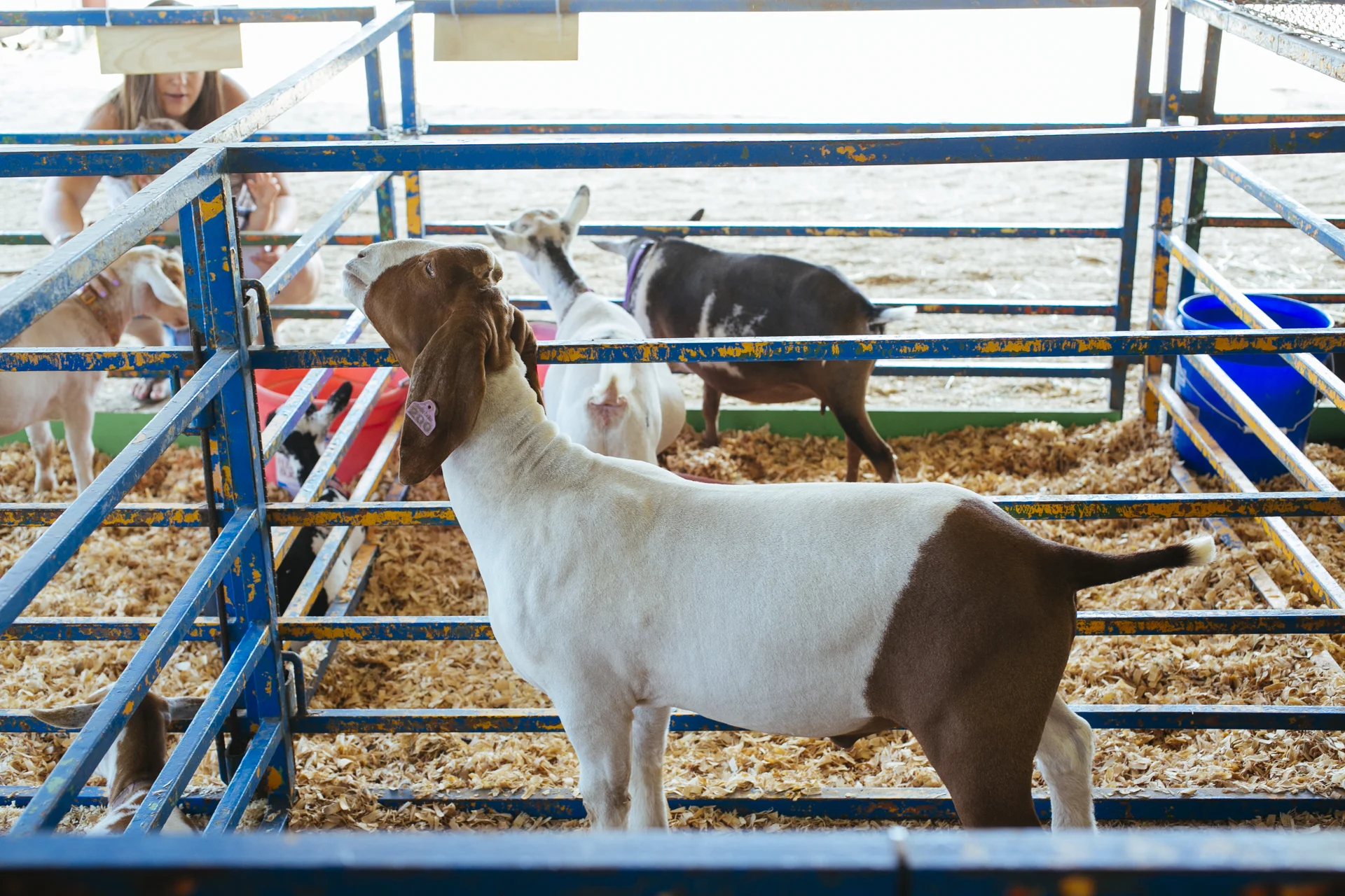 KaraBrodgesell_CountyFair_KB_1973.jpg