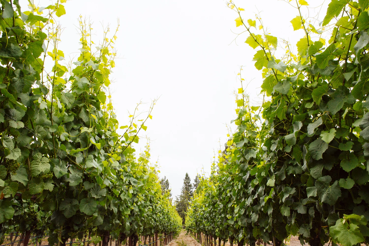 Brodgesell_EmeritusVineyard_002.jpg