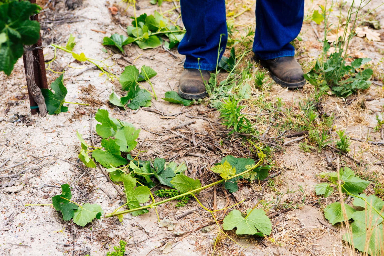 Brodgesell_EmeritusVineyard_047.jpg