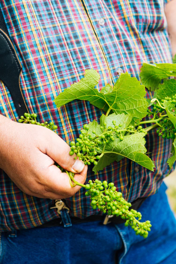 Brodgesell_EmeritusVineyard_050.jpg