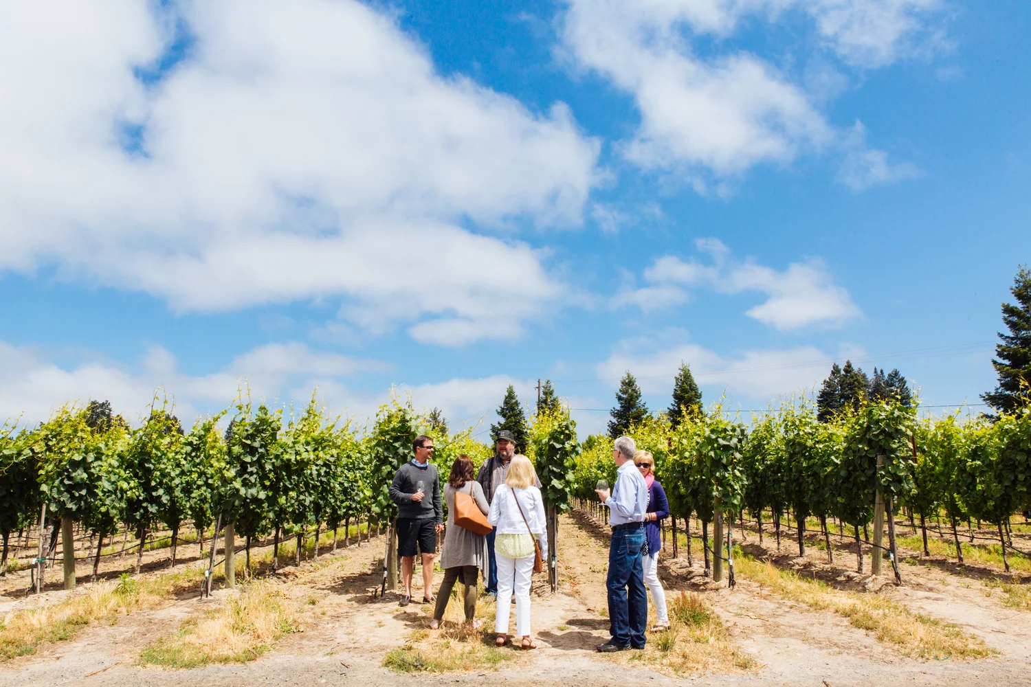 Brodgesell_EmeritusVineyard_062.jpg