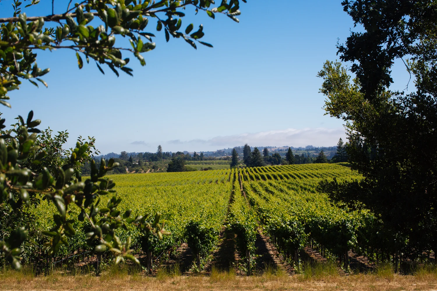 Brodgesell_EmeritusVineyard_186.jpg