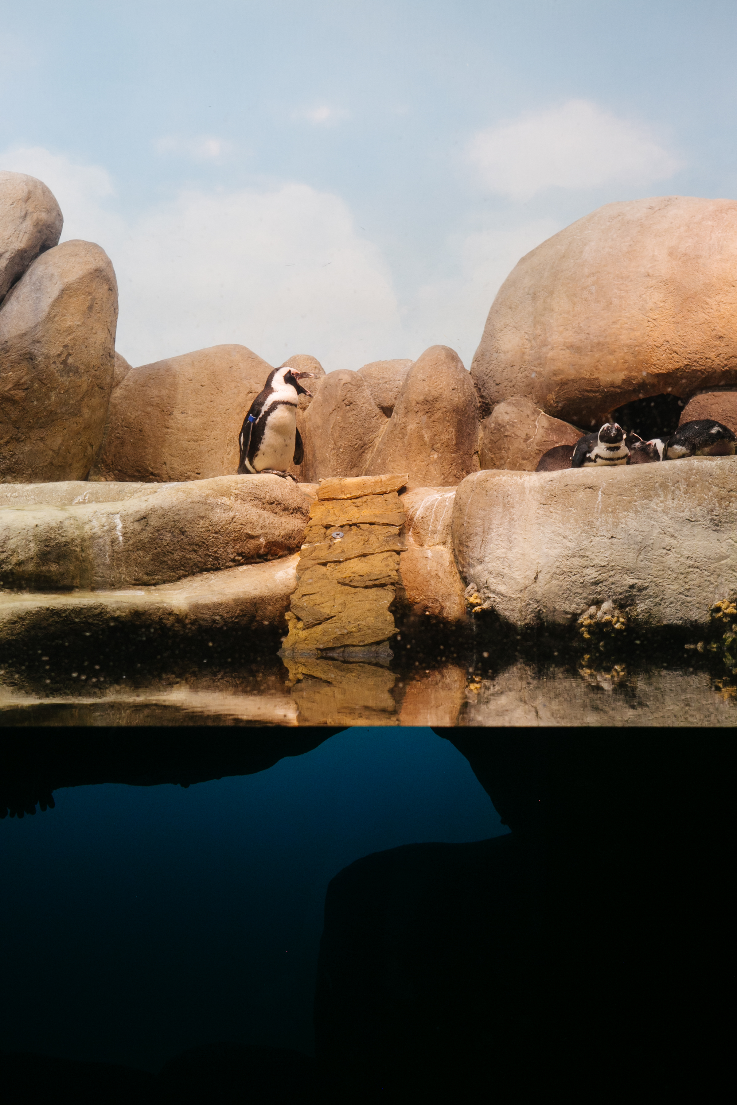 African penguins in the African Hall